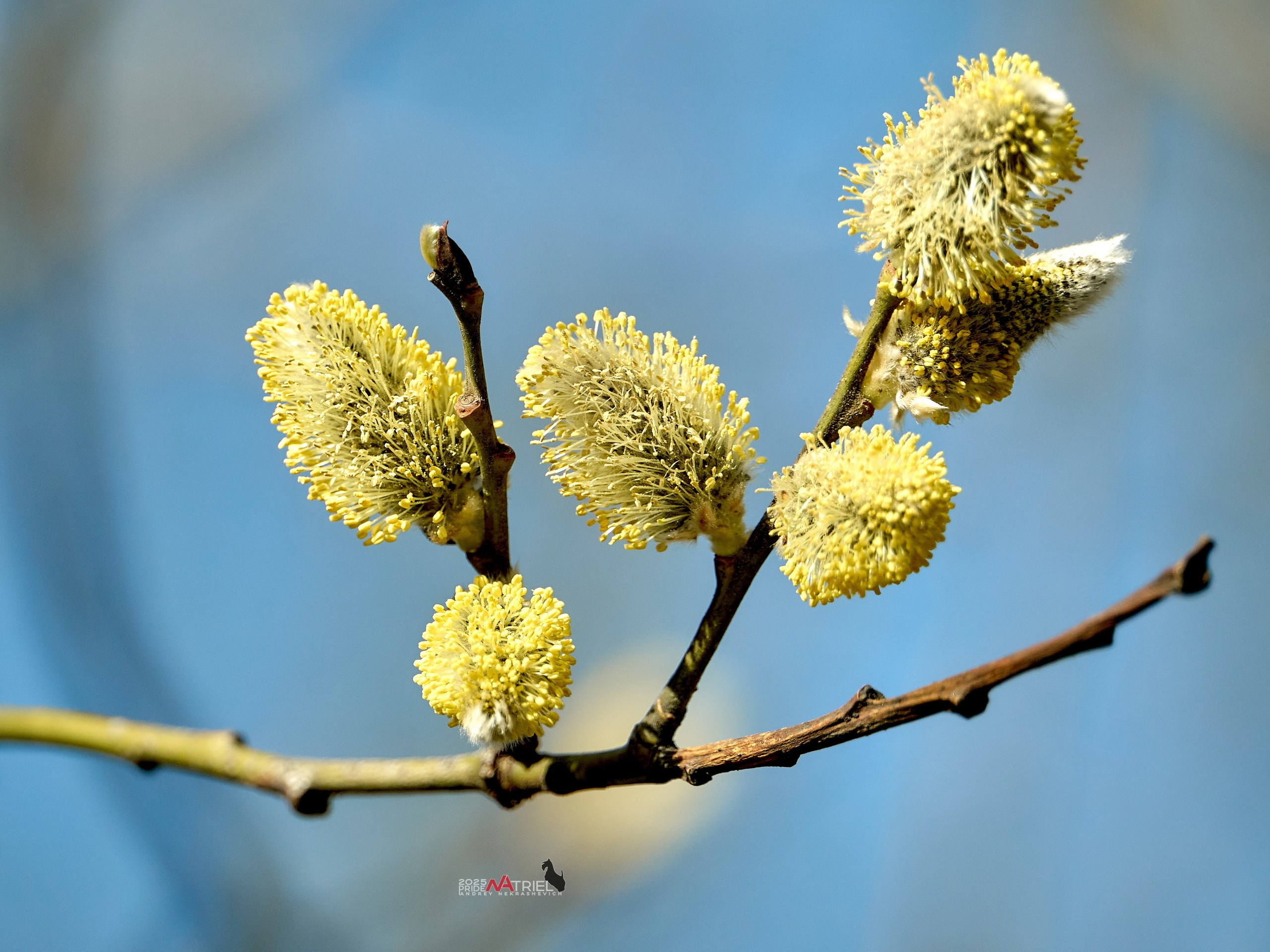 Природа в апреле