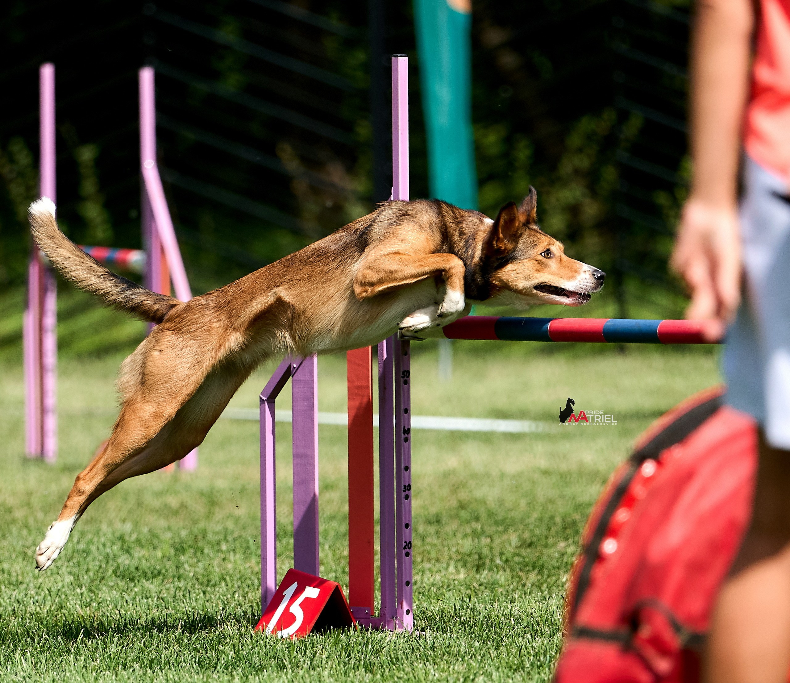 Аджилити — галерея NATRIEL