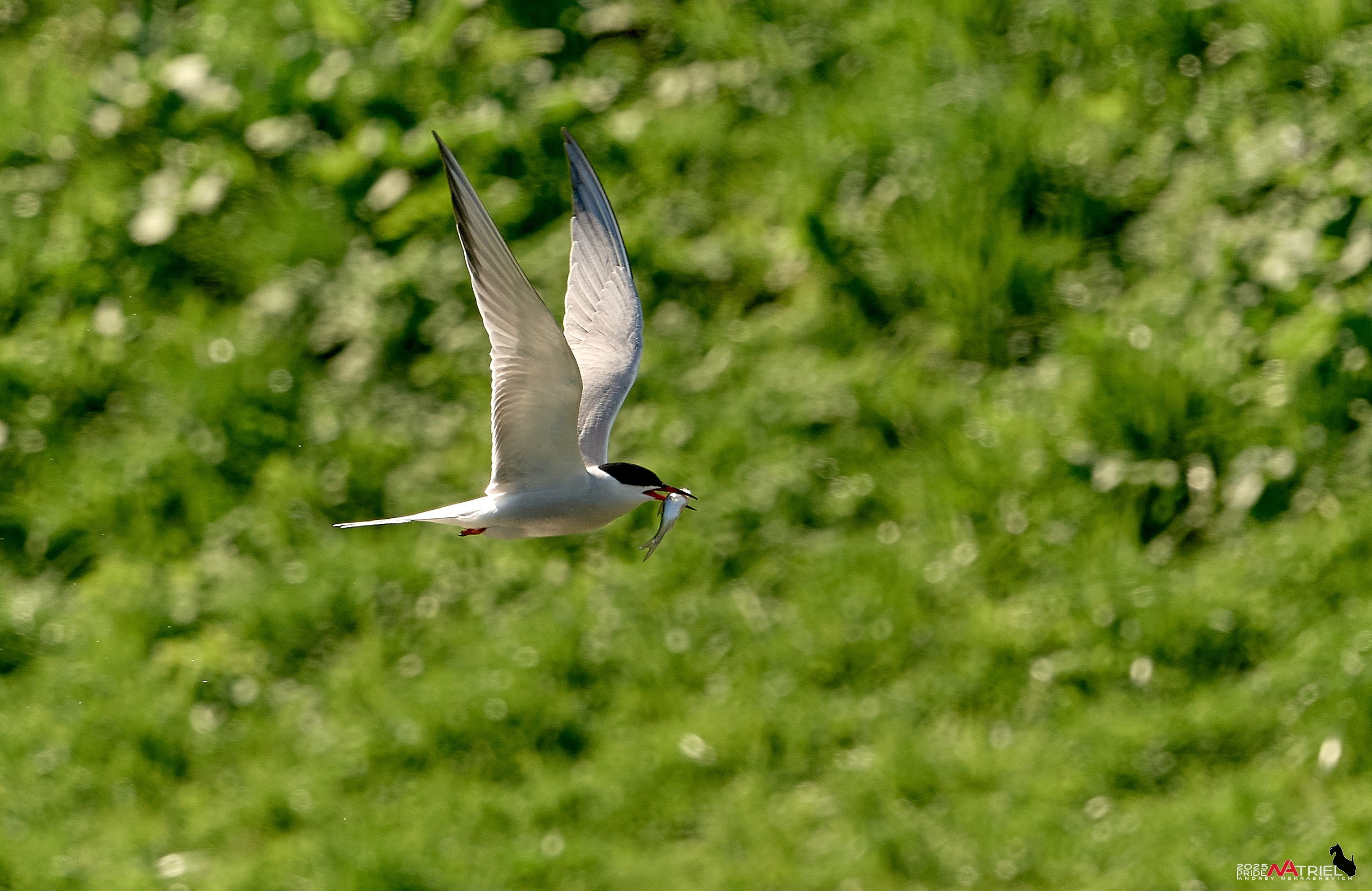 Птички и цветочки