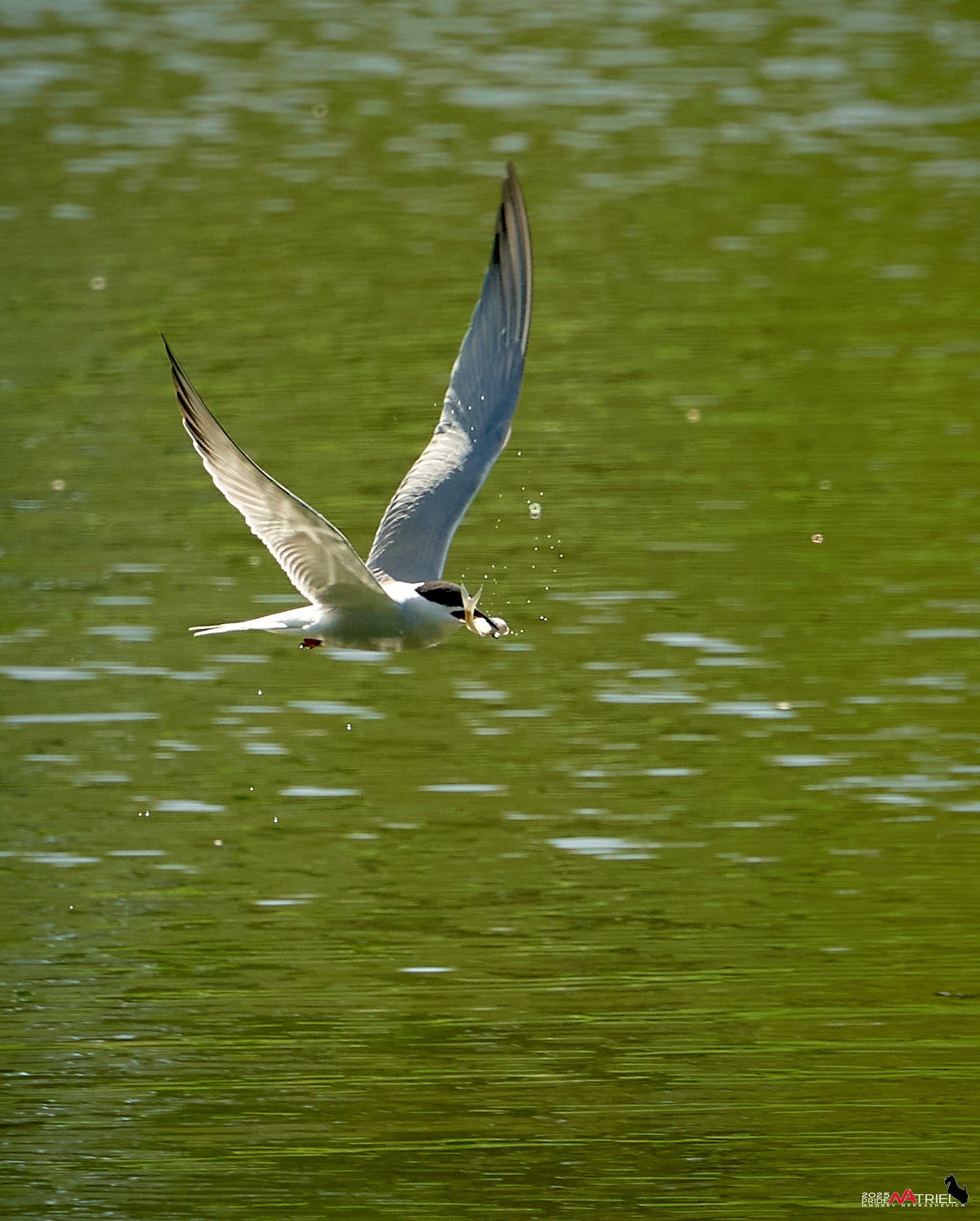Птички и цветочки