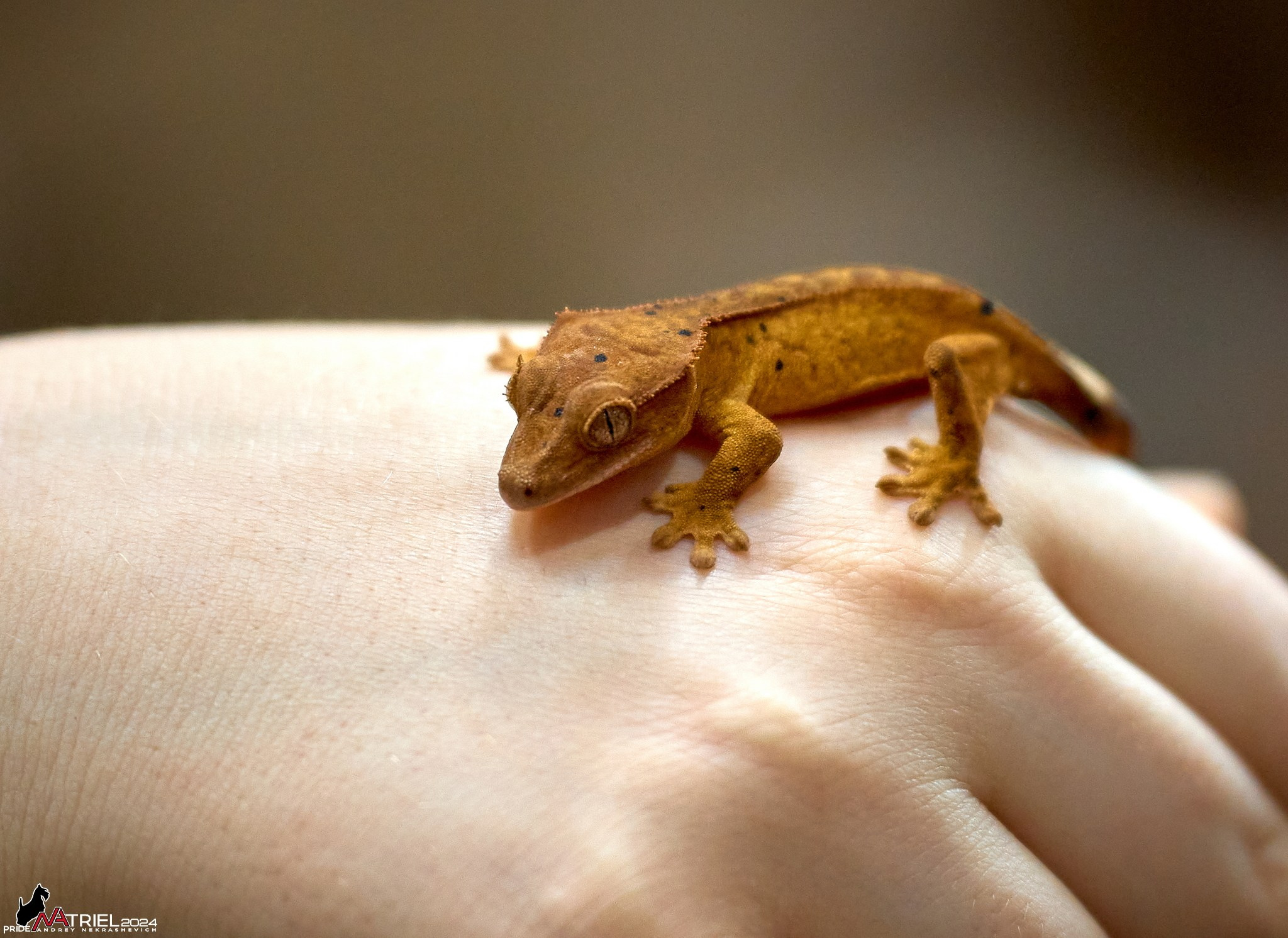 Репортаж с выставки РЕПТИЛИУМ-2024