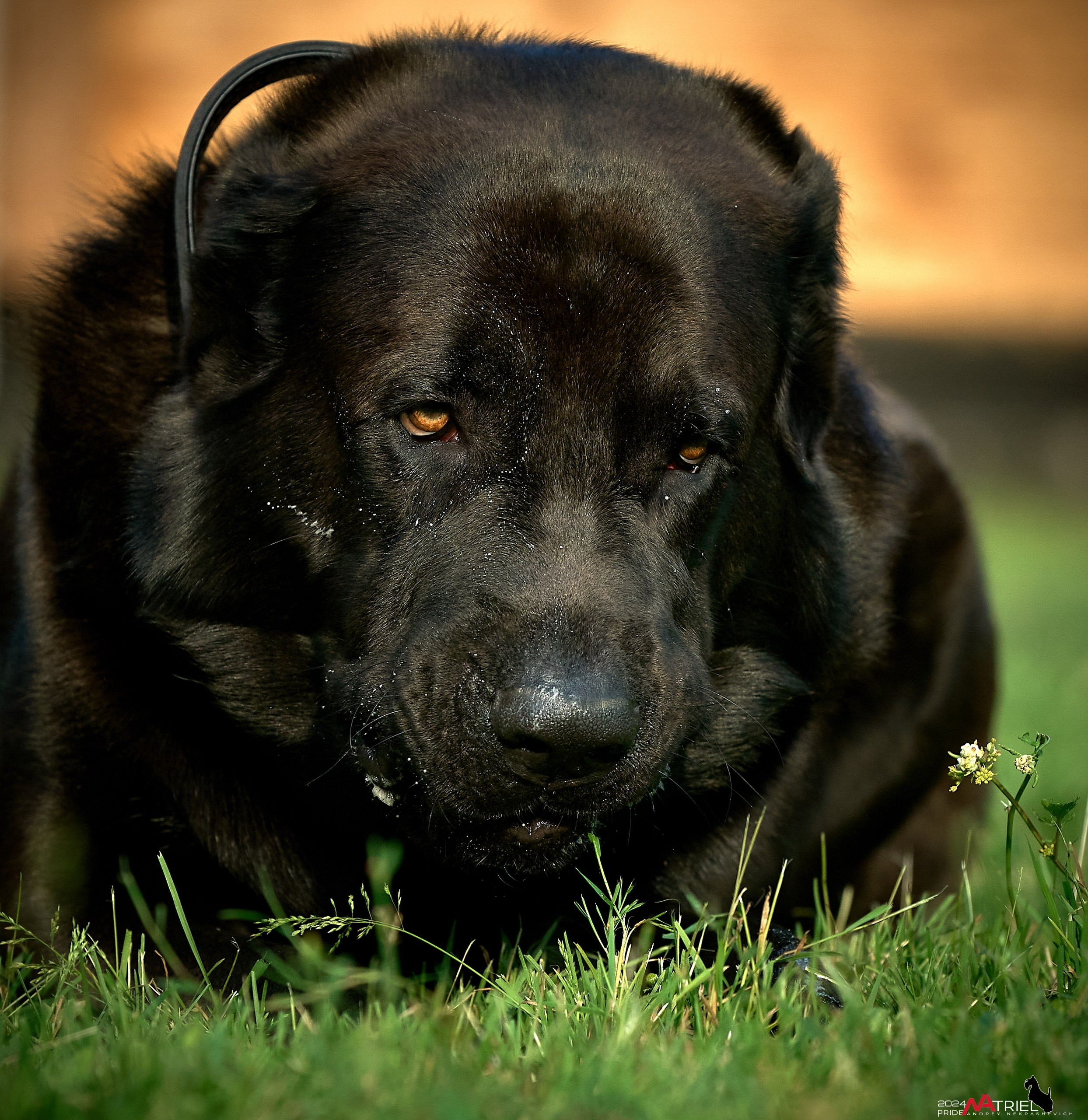 Съемка собак с выездом к Вам в дом