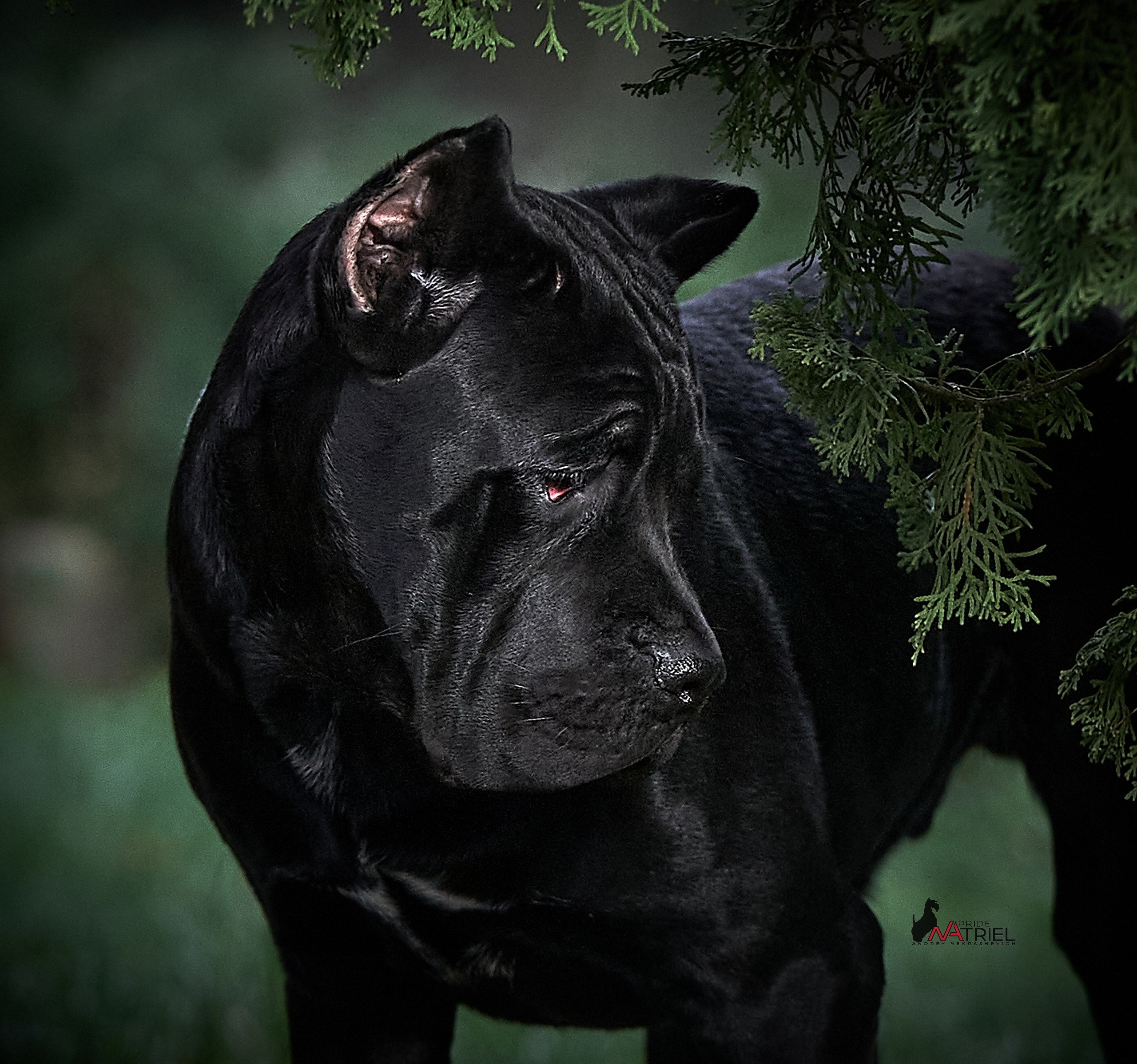 Портреты собак — галерея NATRIEL