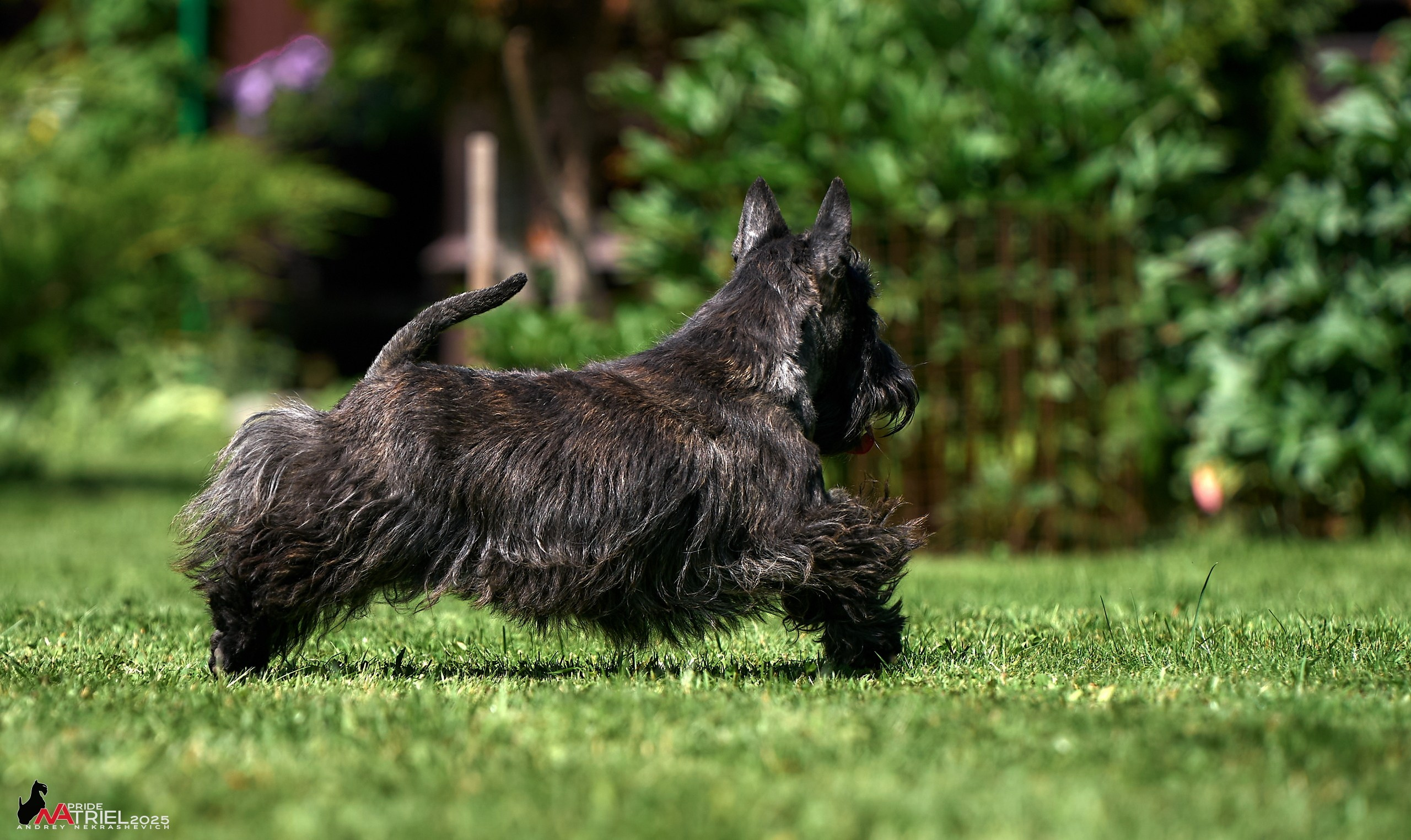 Алабаи и скотч-терьеры в питомнике у Ольги