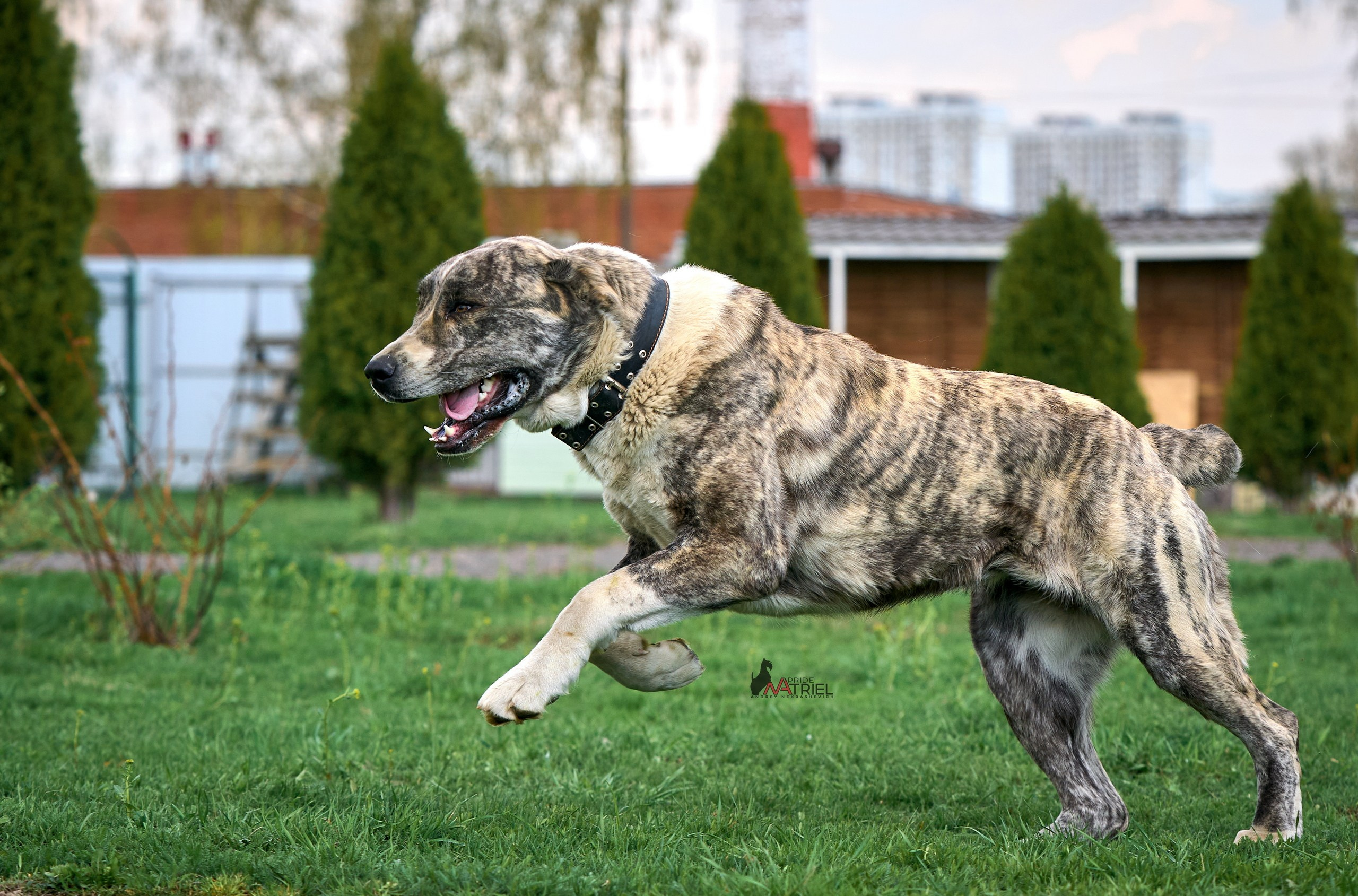 Среднеазиаты — щенки и взрослые