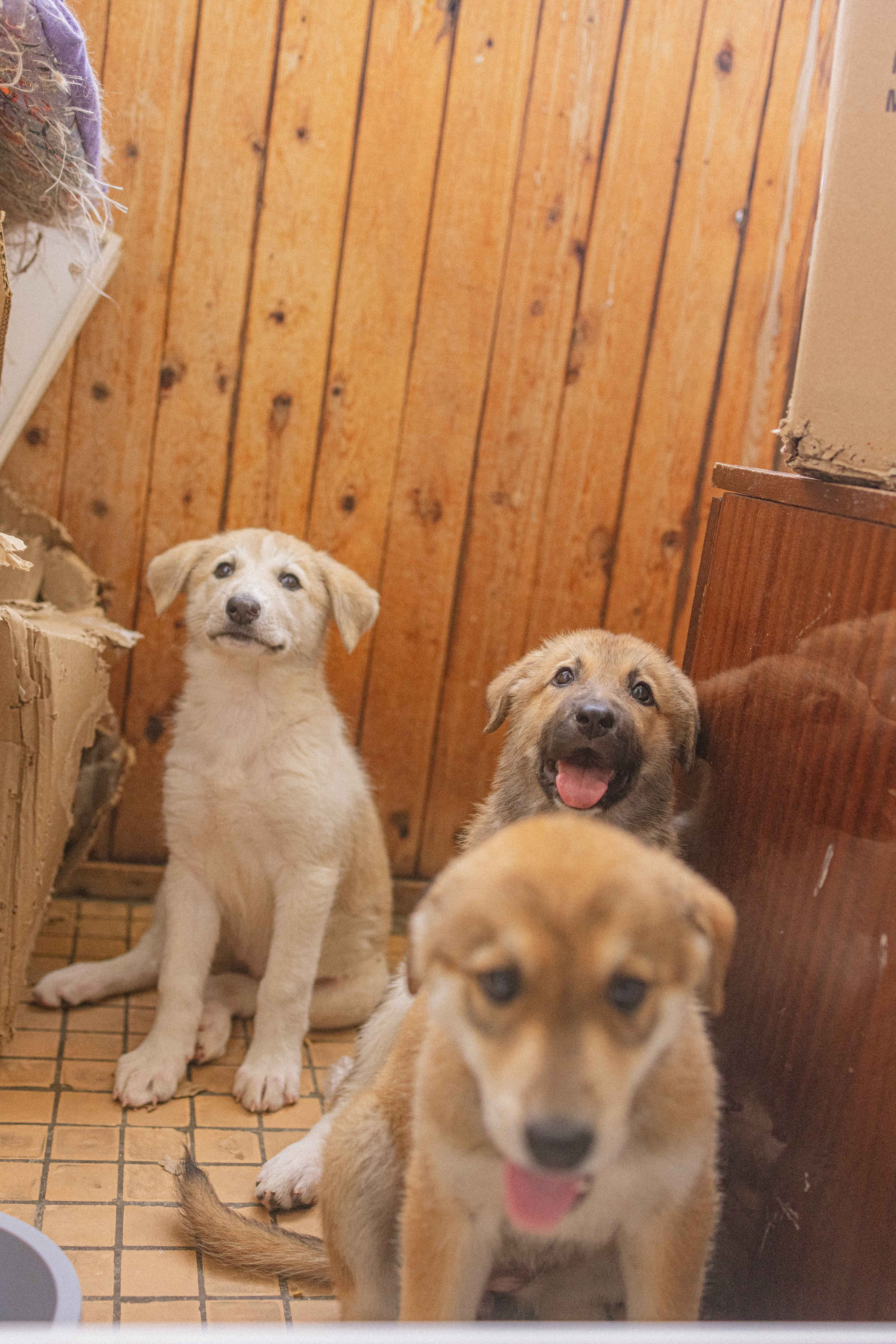Щеночки на кухне. Фотограф-анималист в Москве Лера Черноног