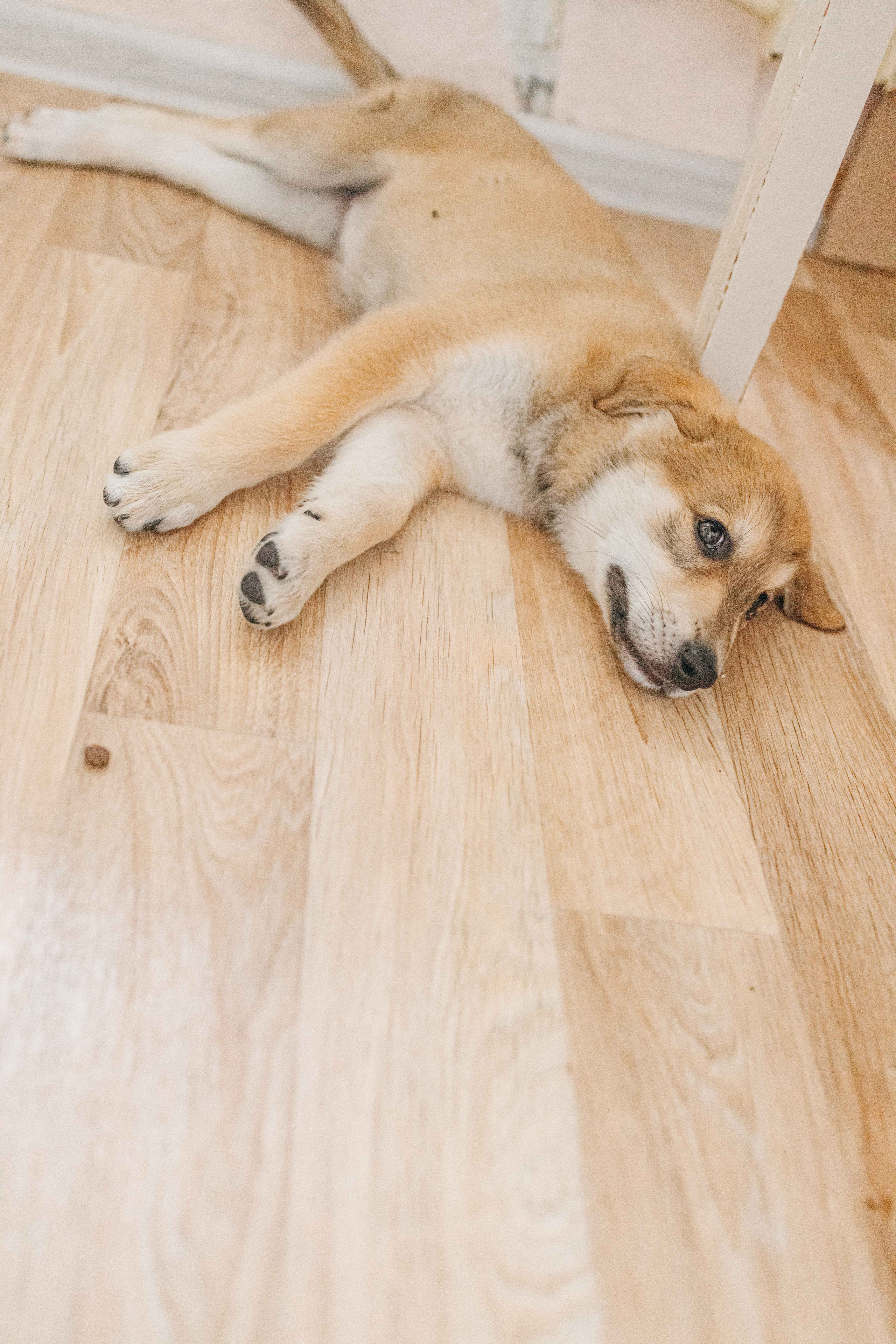 Щеночки на кухне. Фотограф-анималист в Москве Лера Черноног