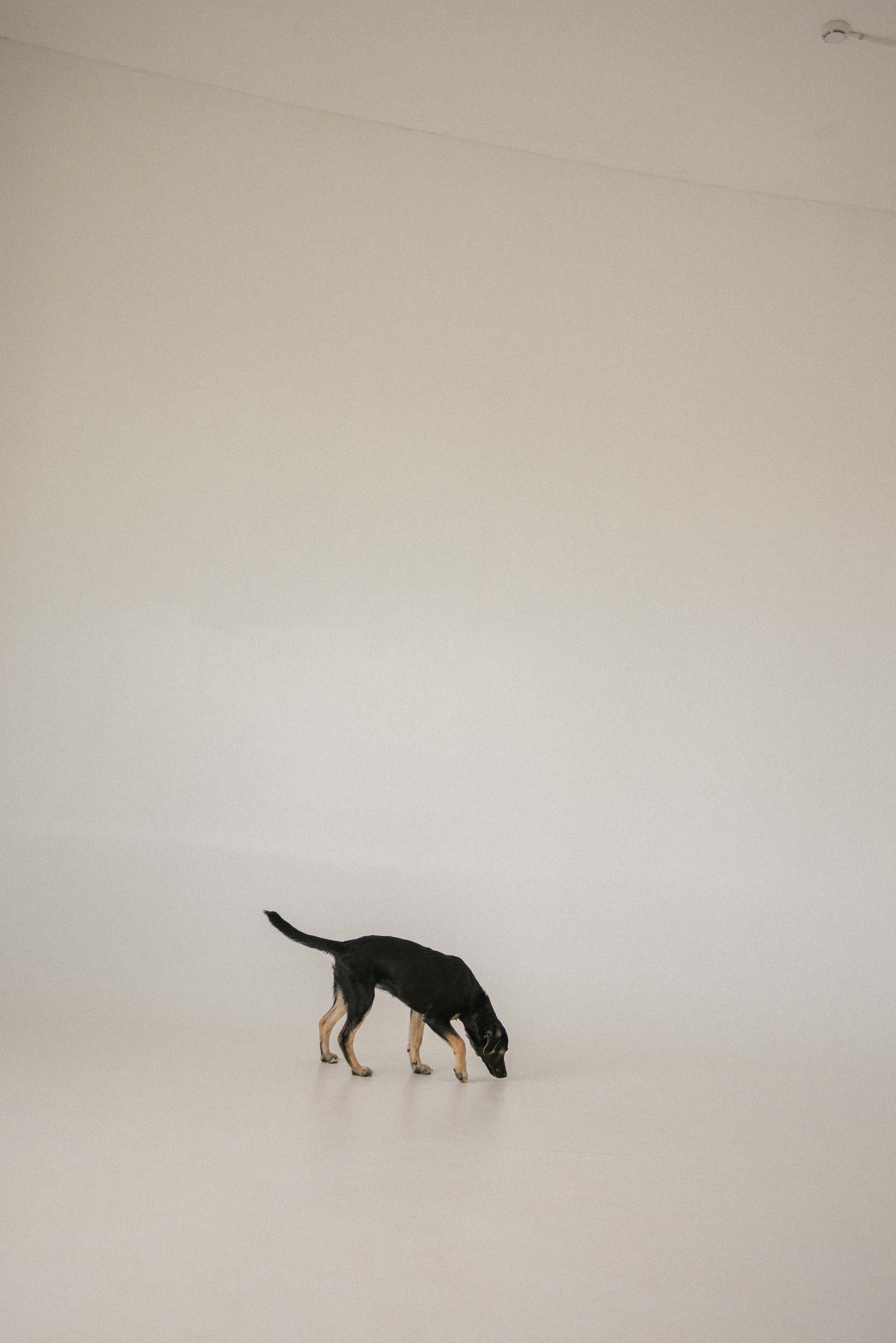 Крис и Тэдди. Фотограф-анималист в Москве Лера Черноног