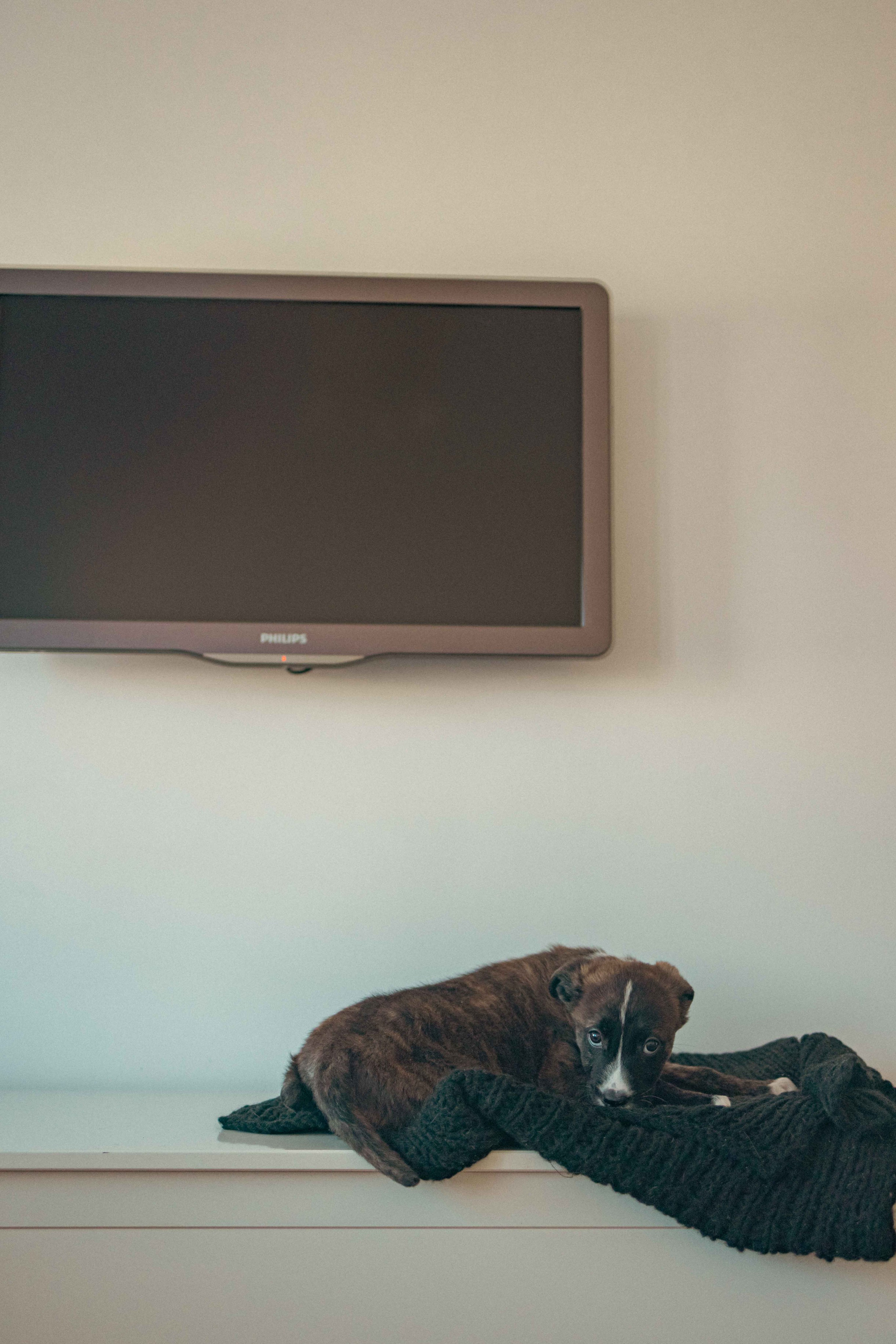 Гайка. Фотограф-анималист в Москве Лера Черноног