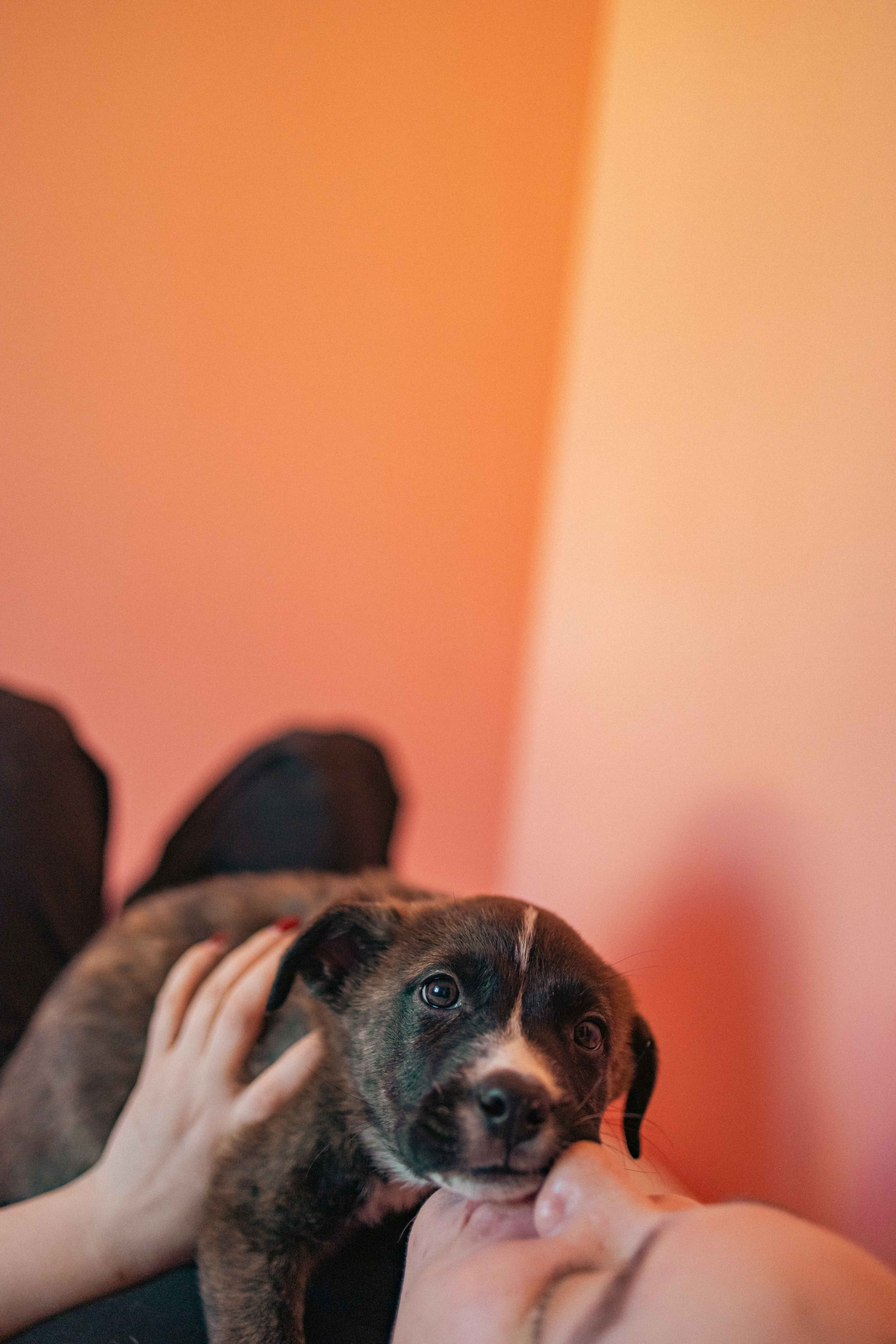 Гайка. Фотограф-анималист в Москве Лера Черноног