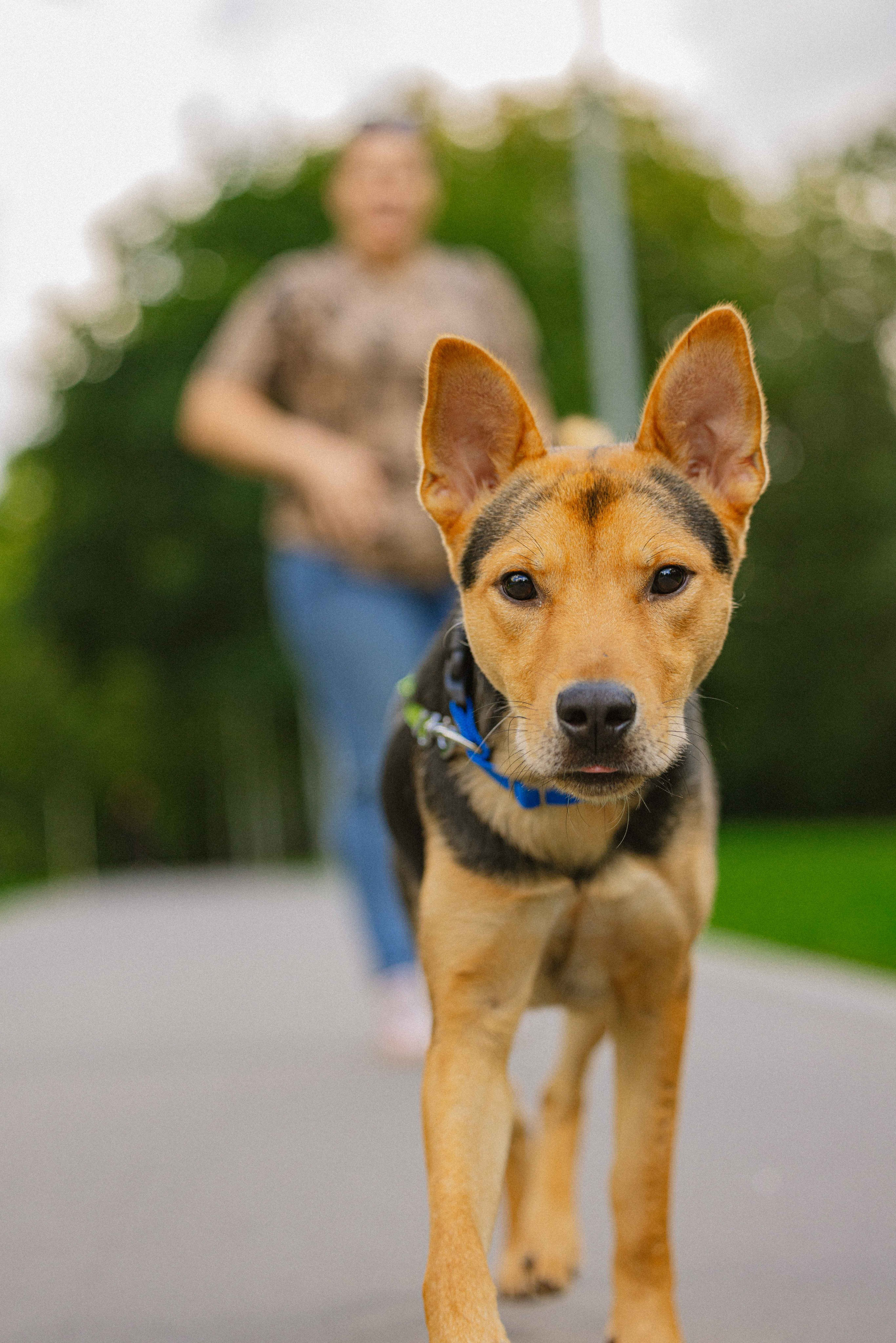 Джеки. Фотограф-анималист в Москве Лера Черноног