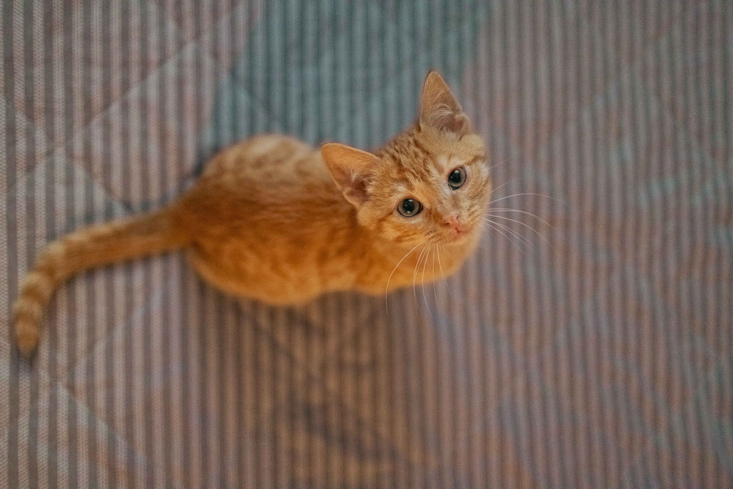 Кускус. Фотограф-анималист в Москве Лера Черноног