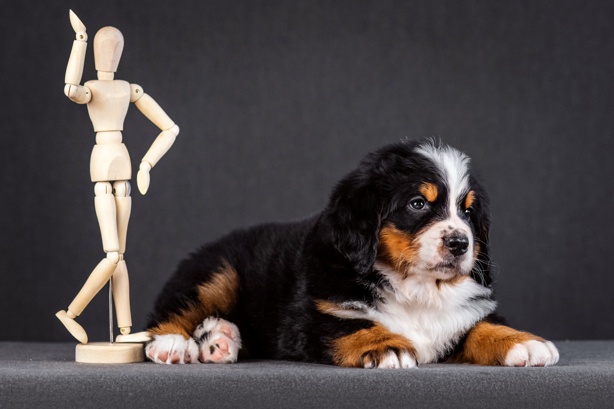 Берны. Фотограф анималист Аня Ливанова | Рыбинск