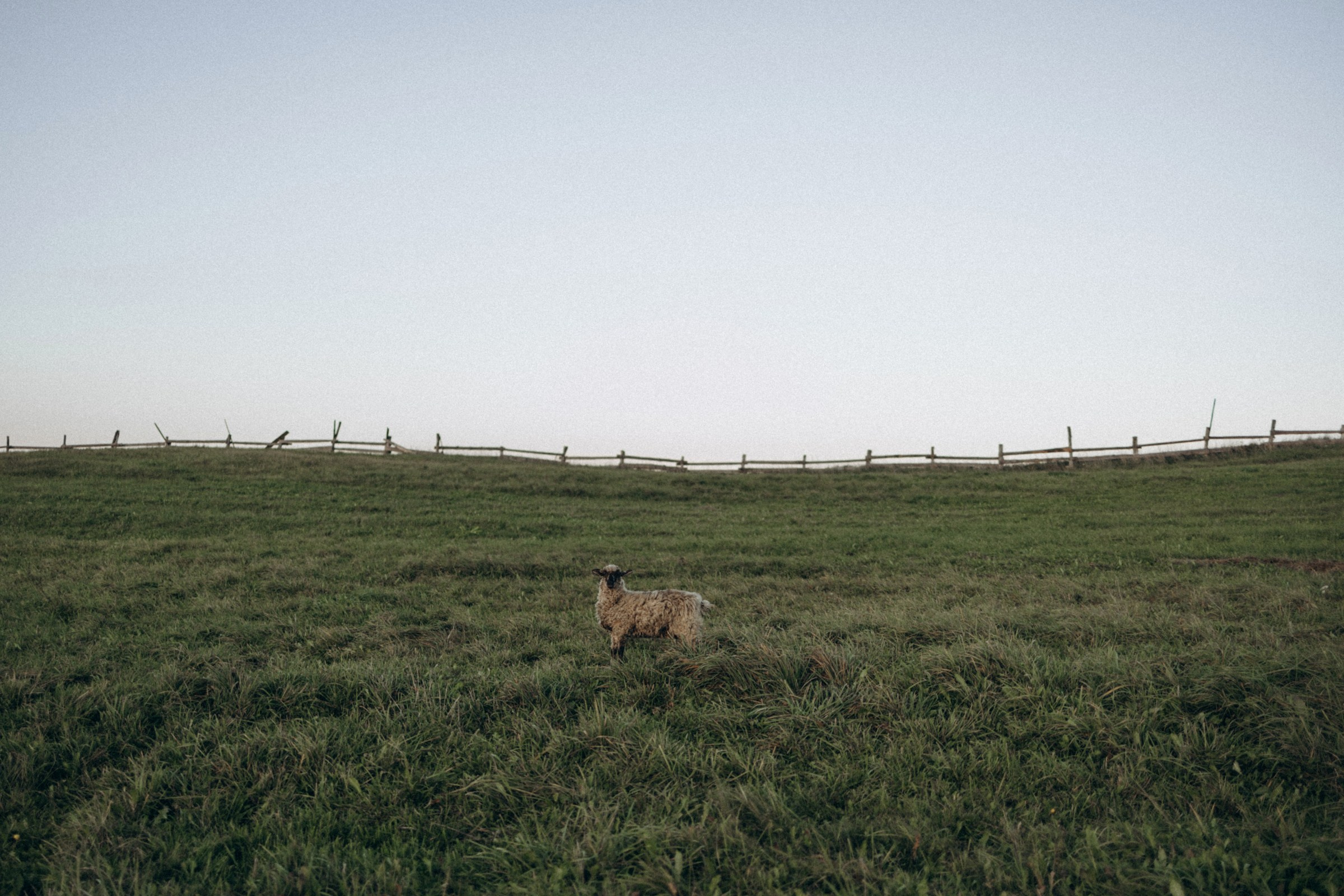 Дружелюбная овечка. Фотограф Daria Wilner