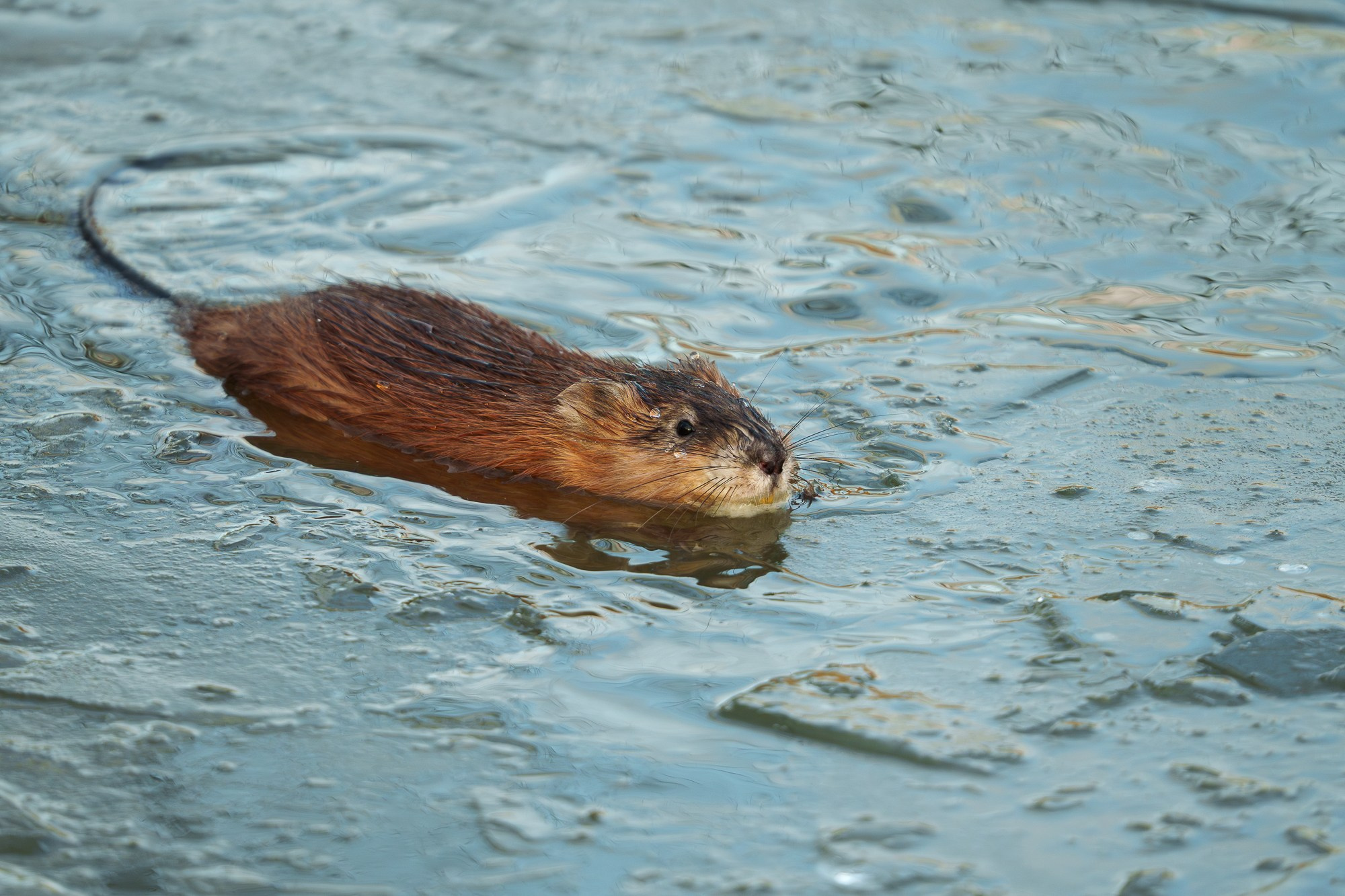 Животные. Ваш личный фотограф Марина Волкова