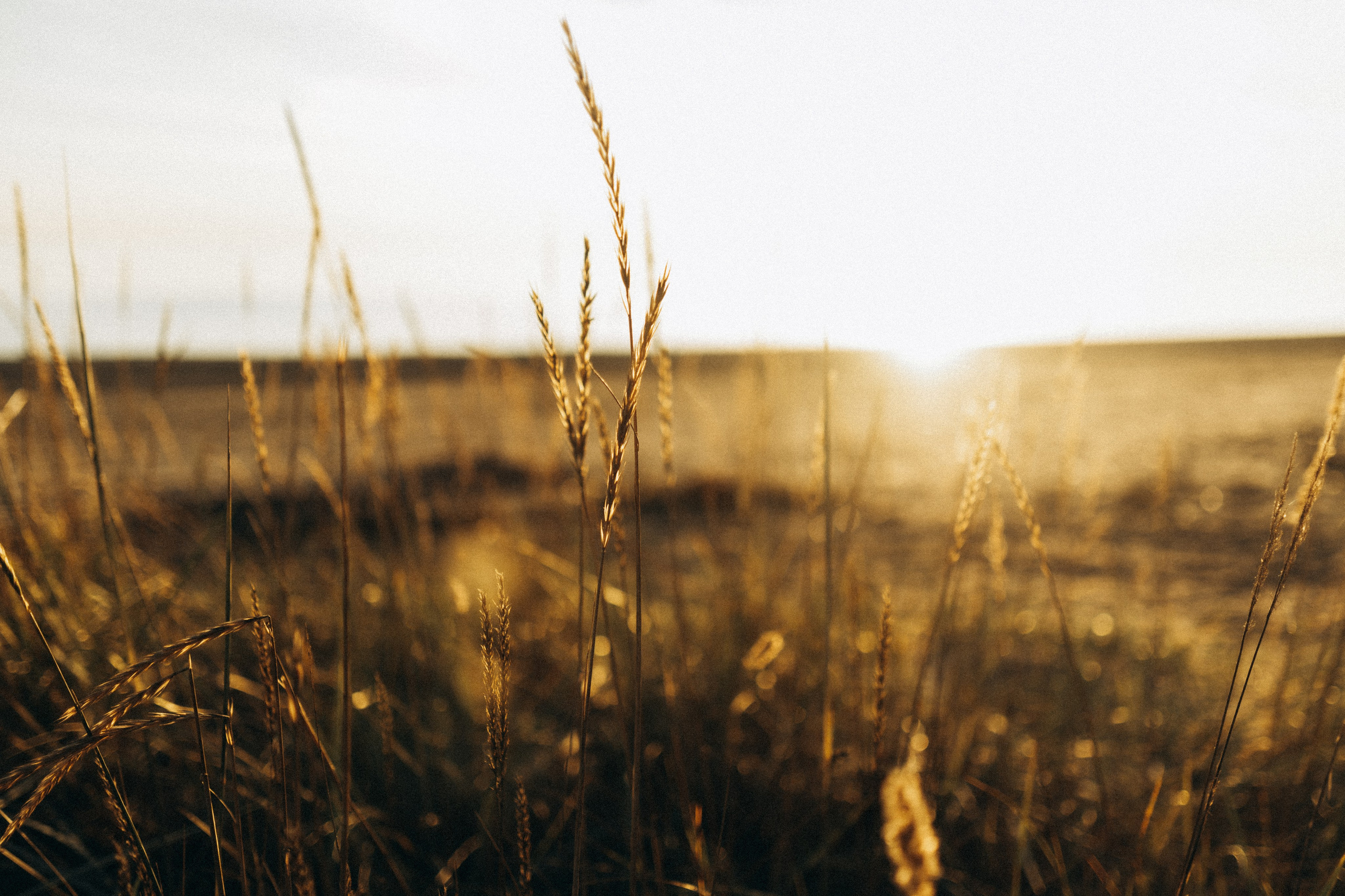 Вета, Дима и Локи. Фотограф в Санкт-Петербурге