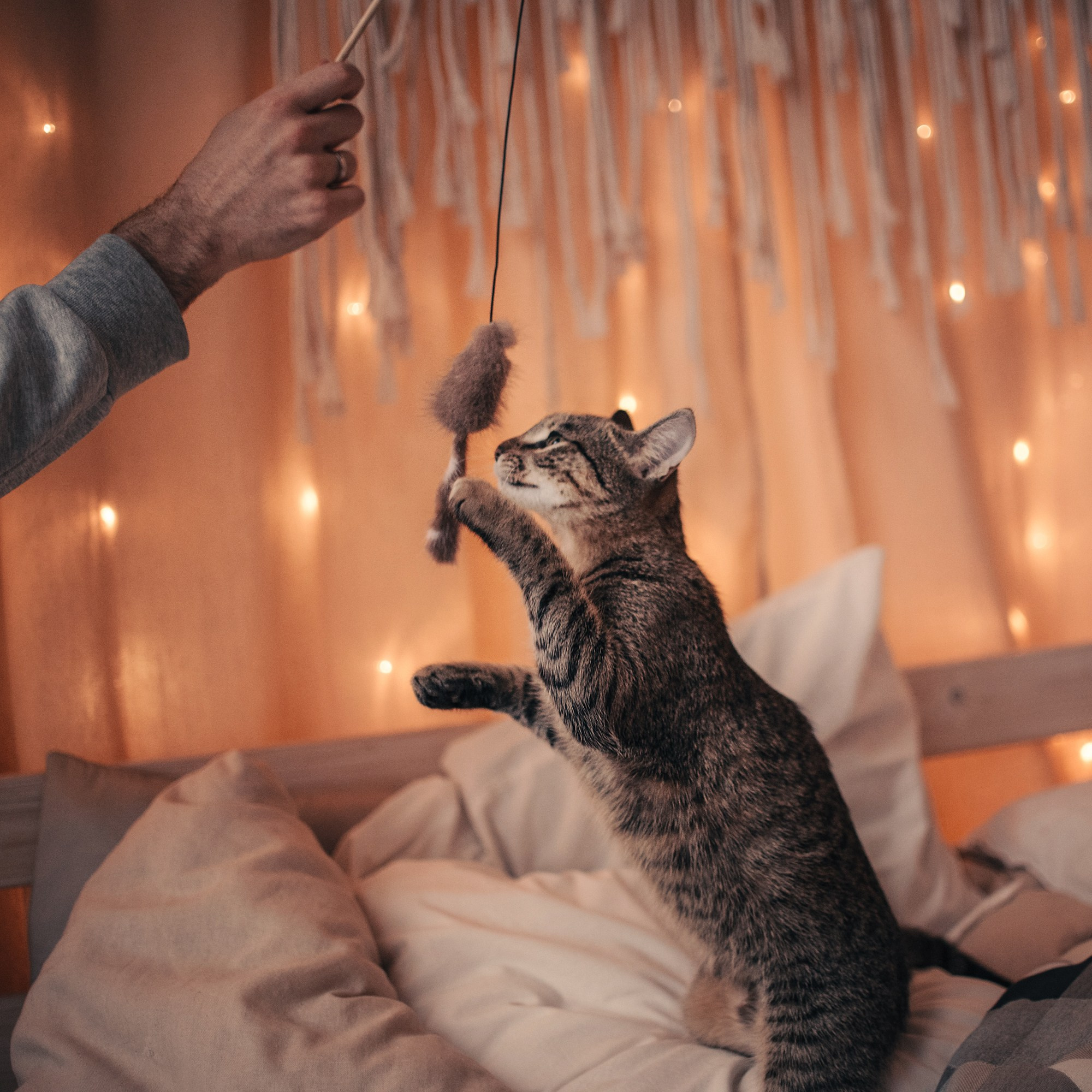 Cats: looking for a home and adopted. Photos of you and your pet