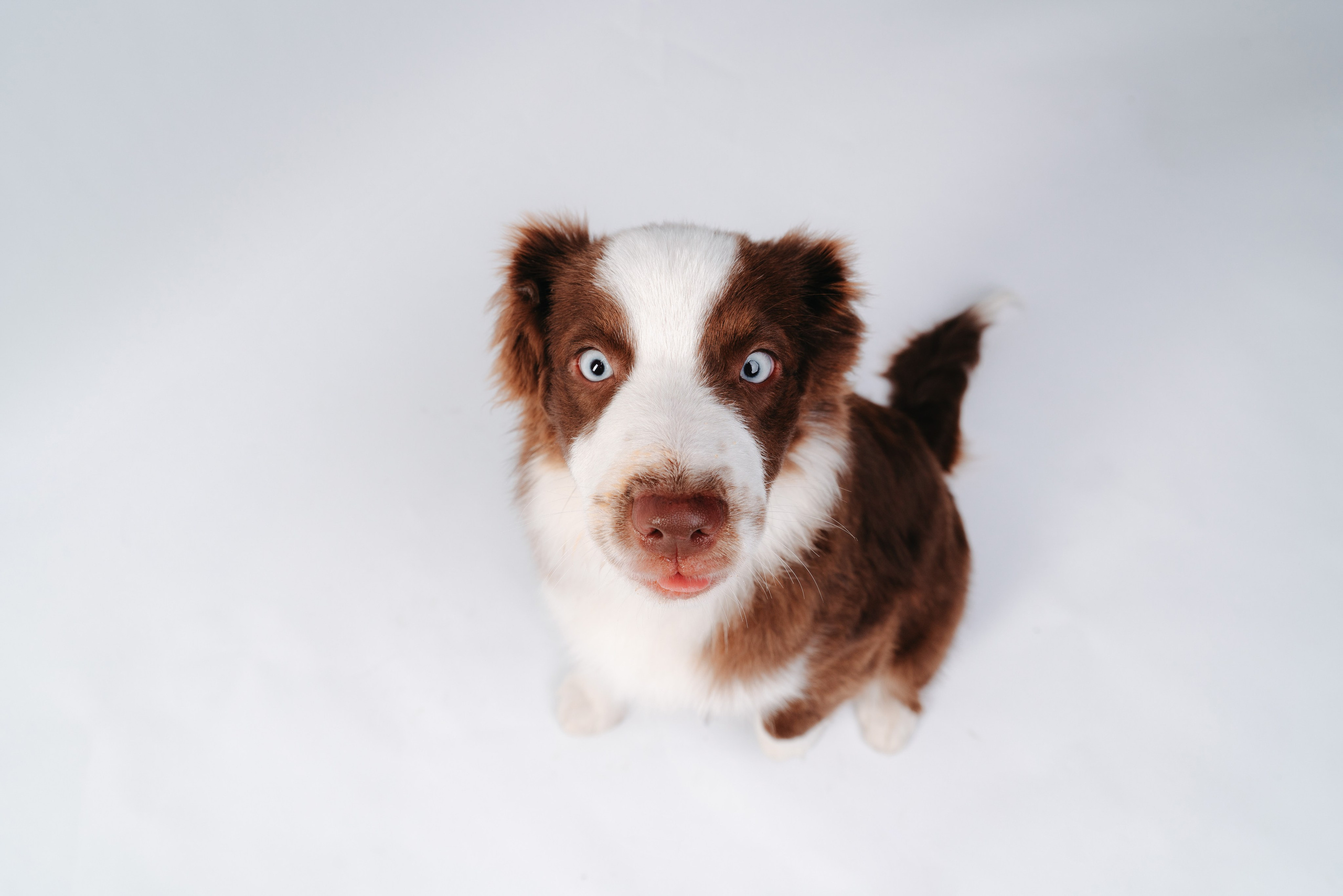 Миниаусси Дайс. Фотограф анималист Осипчикова Мария