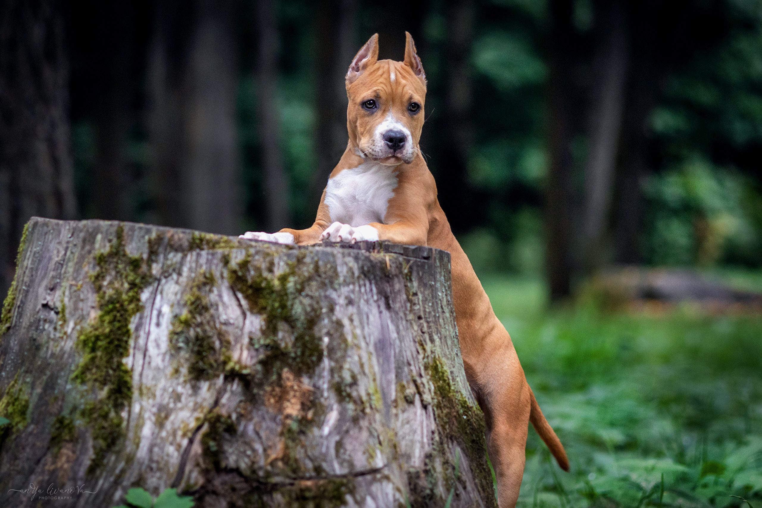 Винт и Дея. Фотограф анималист Аня Ливанова | Рыбинск