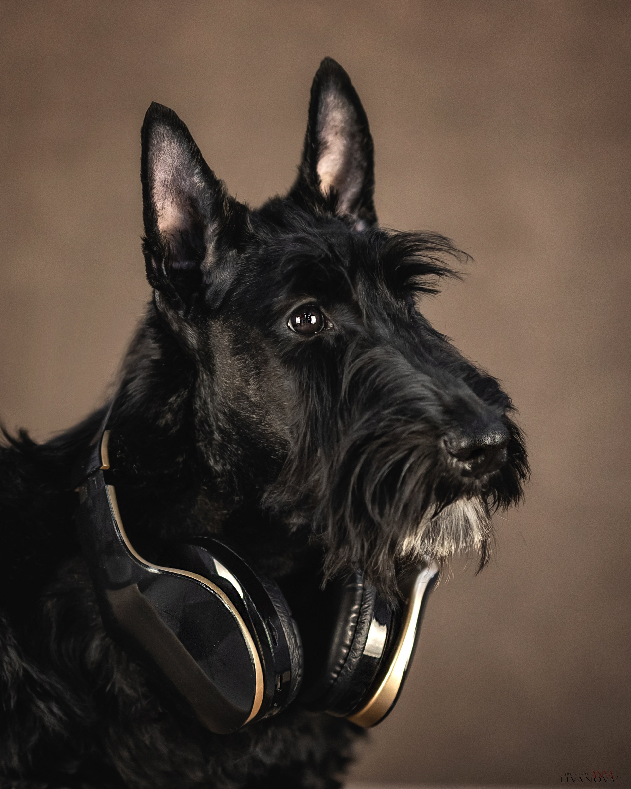 Скотч терьер. Фотограф анималист Аня Ливанова | Рыбинск