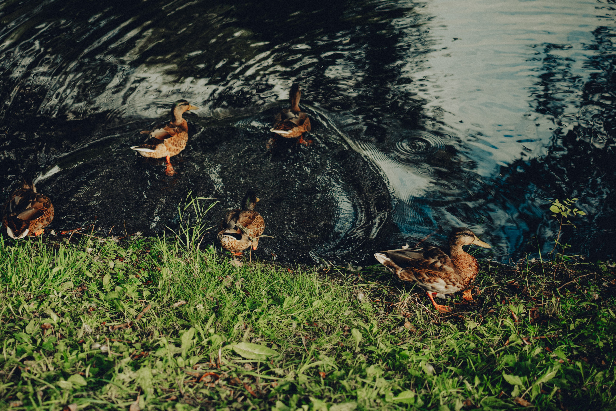 Polly & Kostia. Фотограф в Минске
