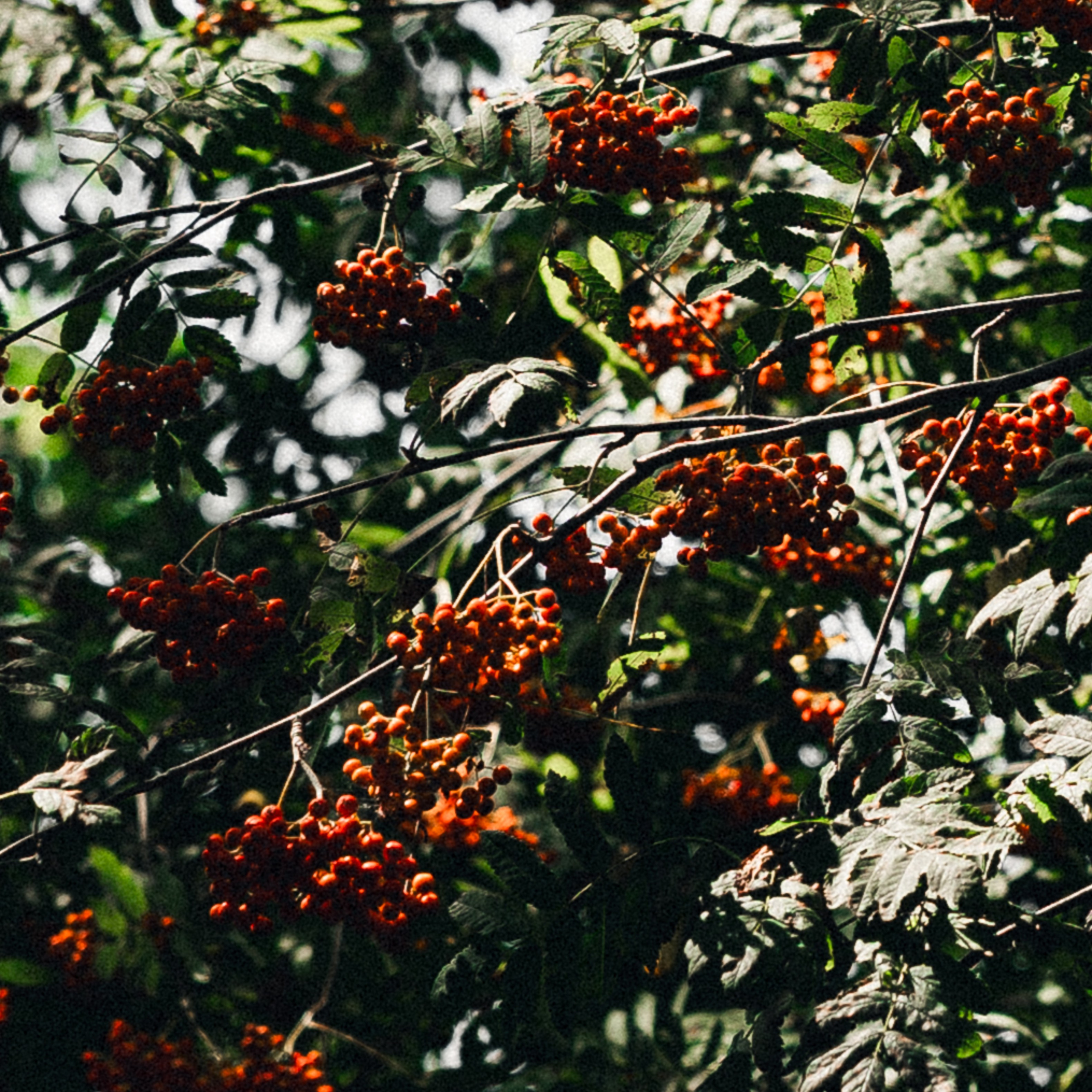 Полина & Герман. Фотограф Serj Ganso