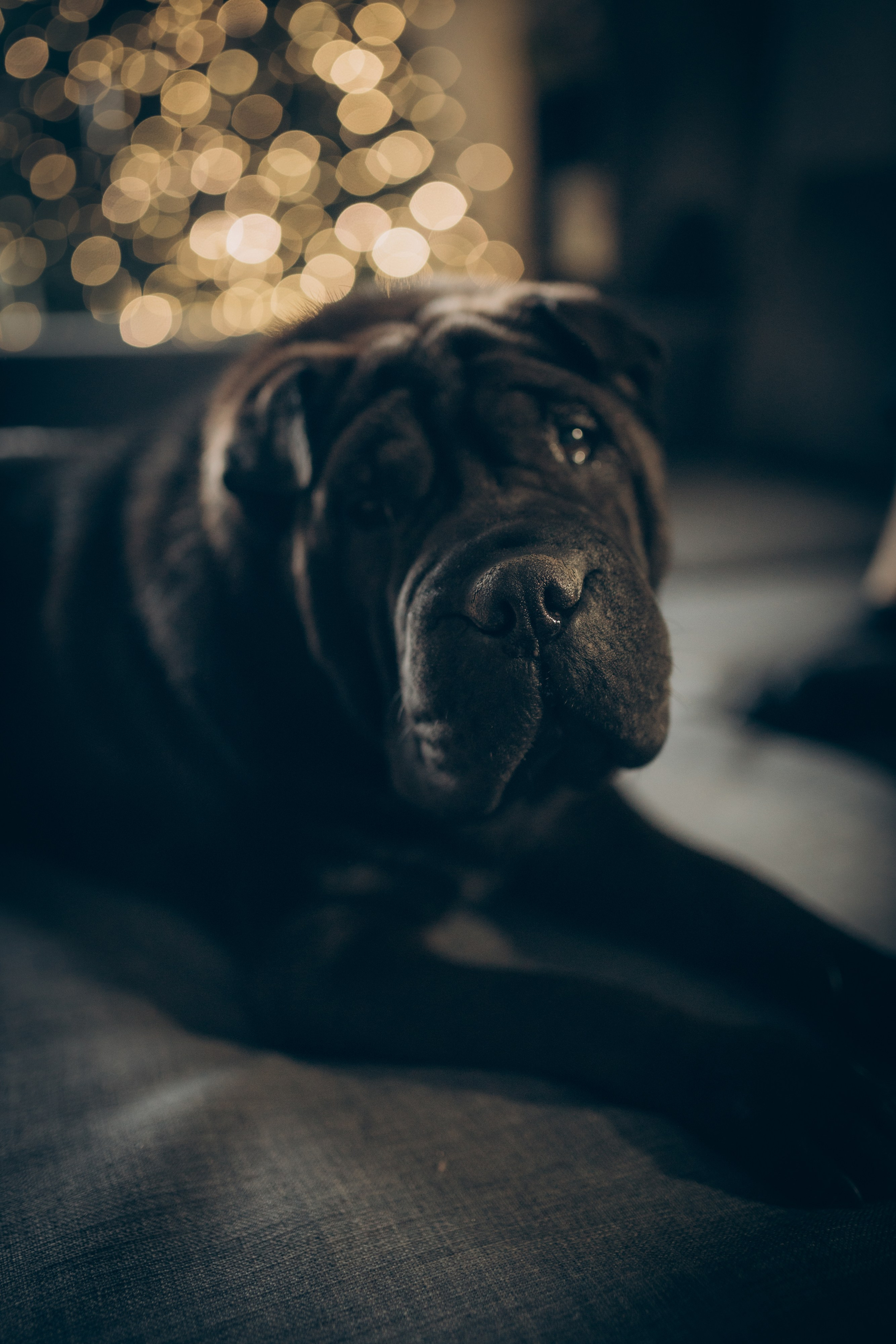 Дана. Семейный фотограф и фотограф на роды в Ростове-на-Дону Мухина Виктория