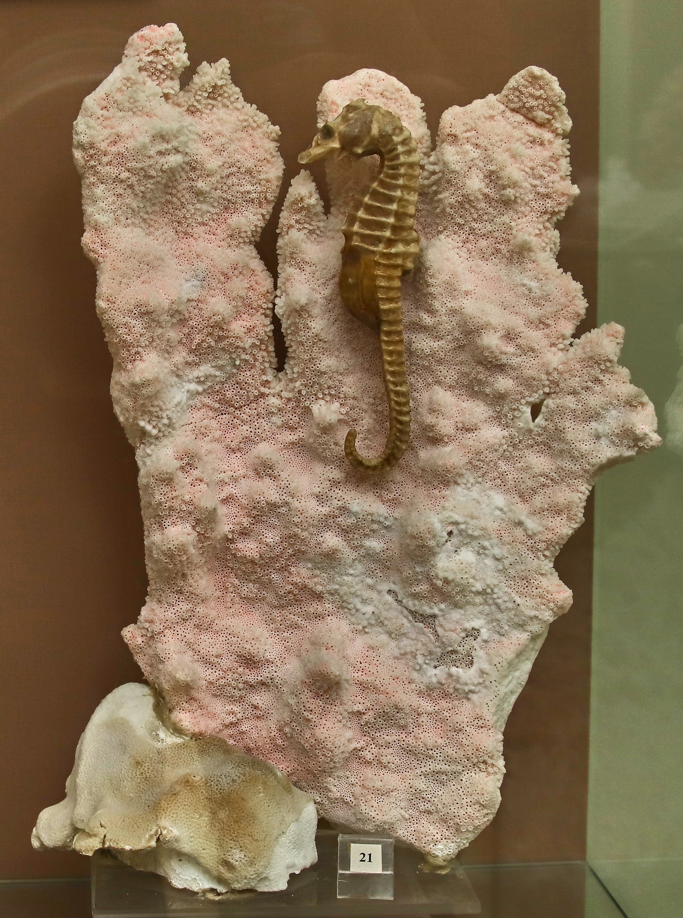 Морской калейдоскоп. Фотограф Юлия Маринина