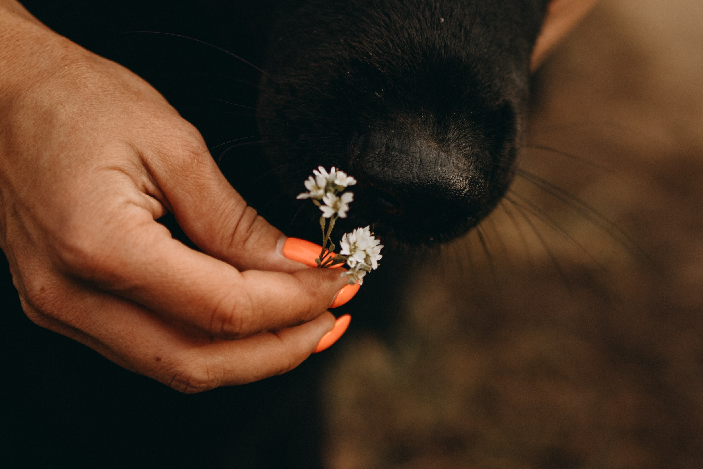 Лора и Джанго. Фотограф — Анималист | Санкт-Петербург