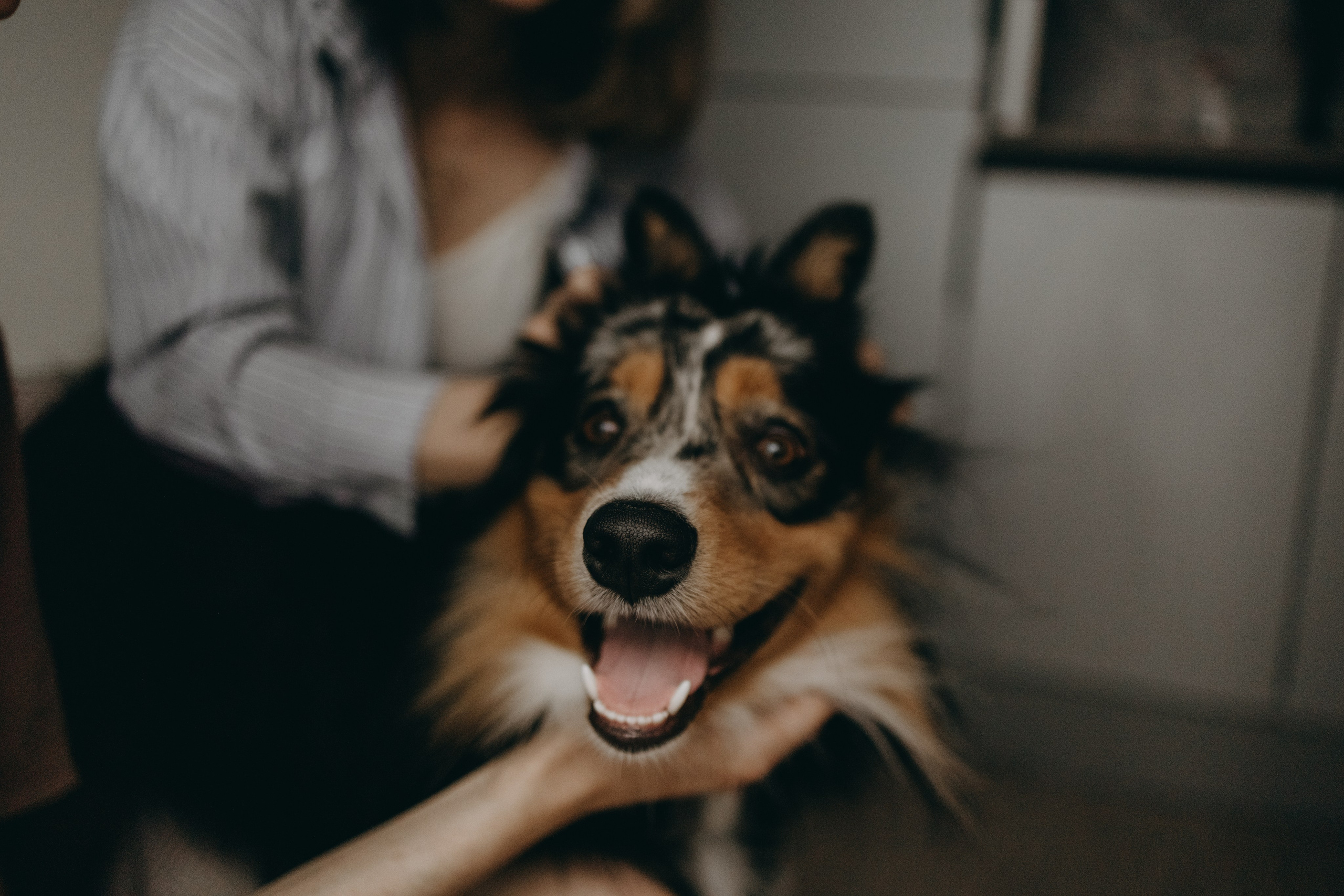 Настя, Никита и их Гром и Мяу. Фотограф — Анималист | Санкт-Петербург