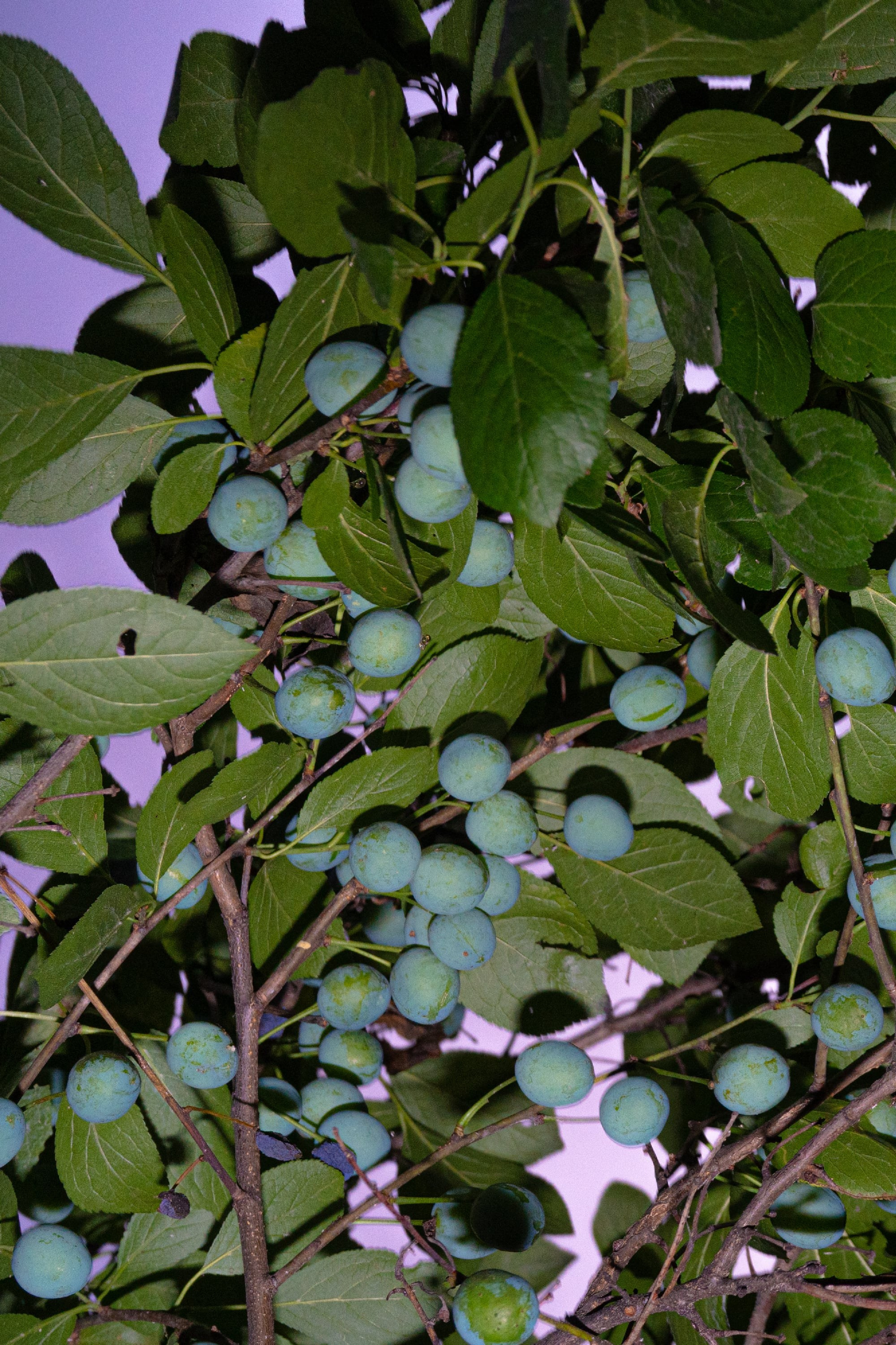 Wandering lights. Alena Ahmadullina