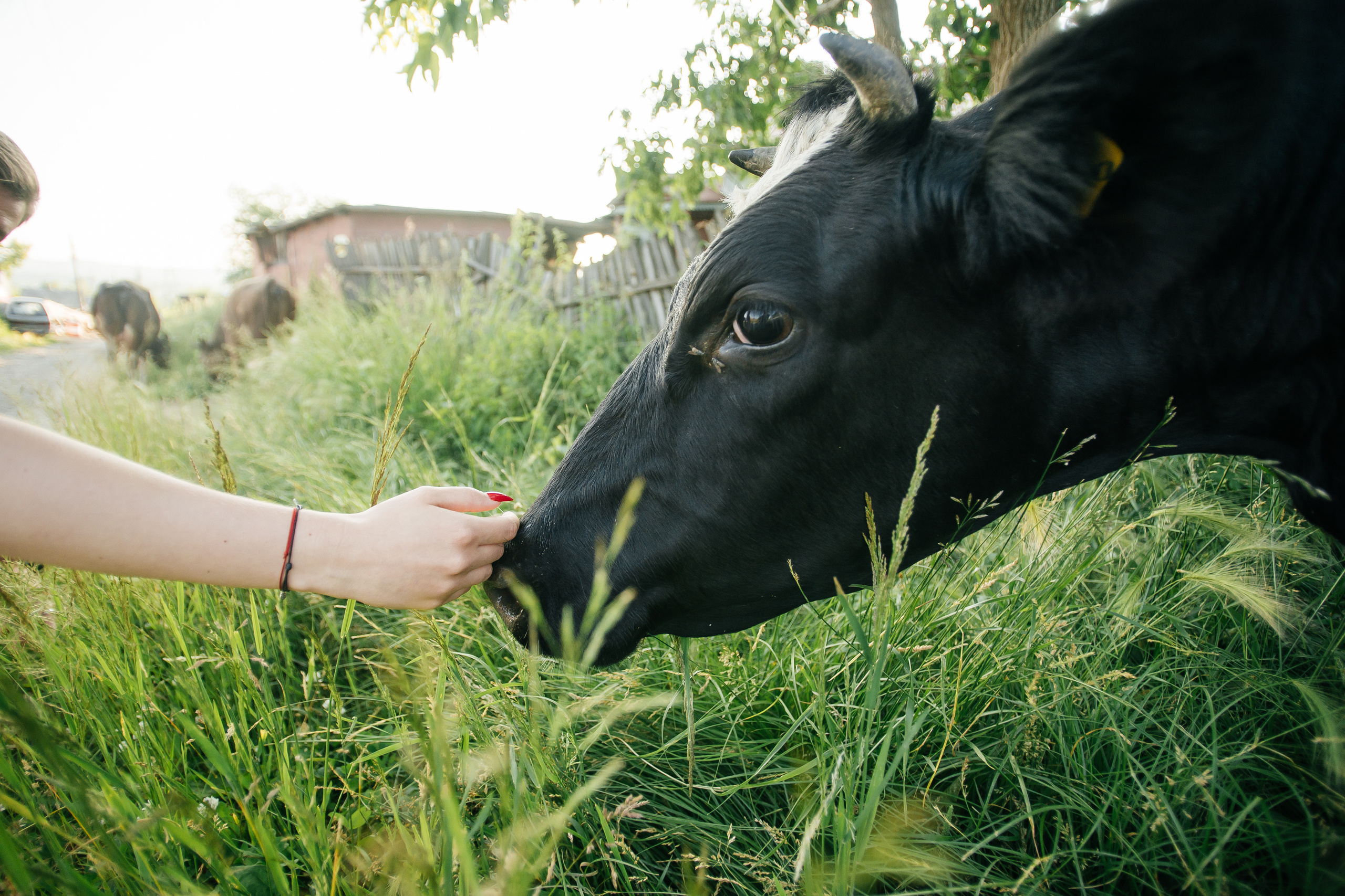 Love story Ани и Лёши. Свадебный и портретный фотограф в Комсомольске-на-Амуре Сергей Лазарен