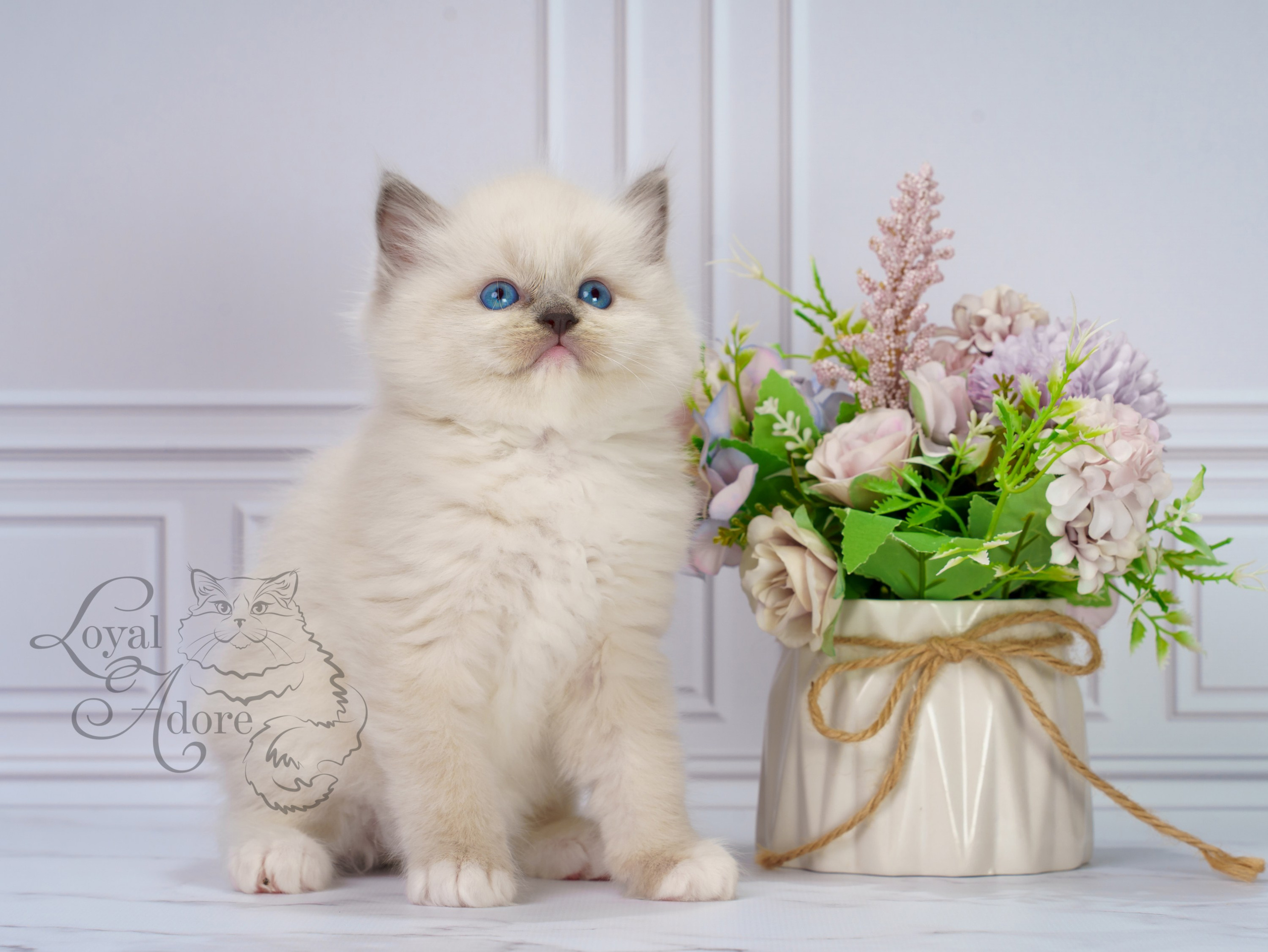 Котята рэгдолл от Loyal Adore. Питомник рэгдолл Loyal Adore