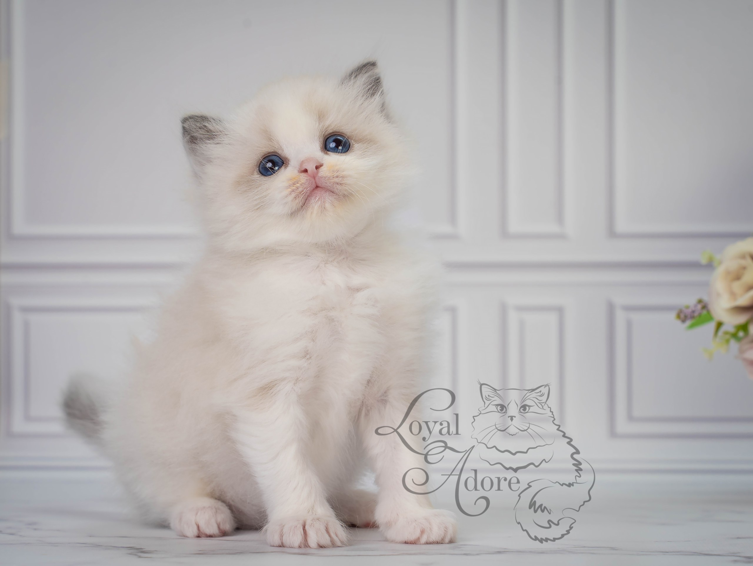 Все свободные котята. Питомник рэгдолл Loyal Adore