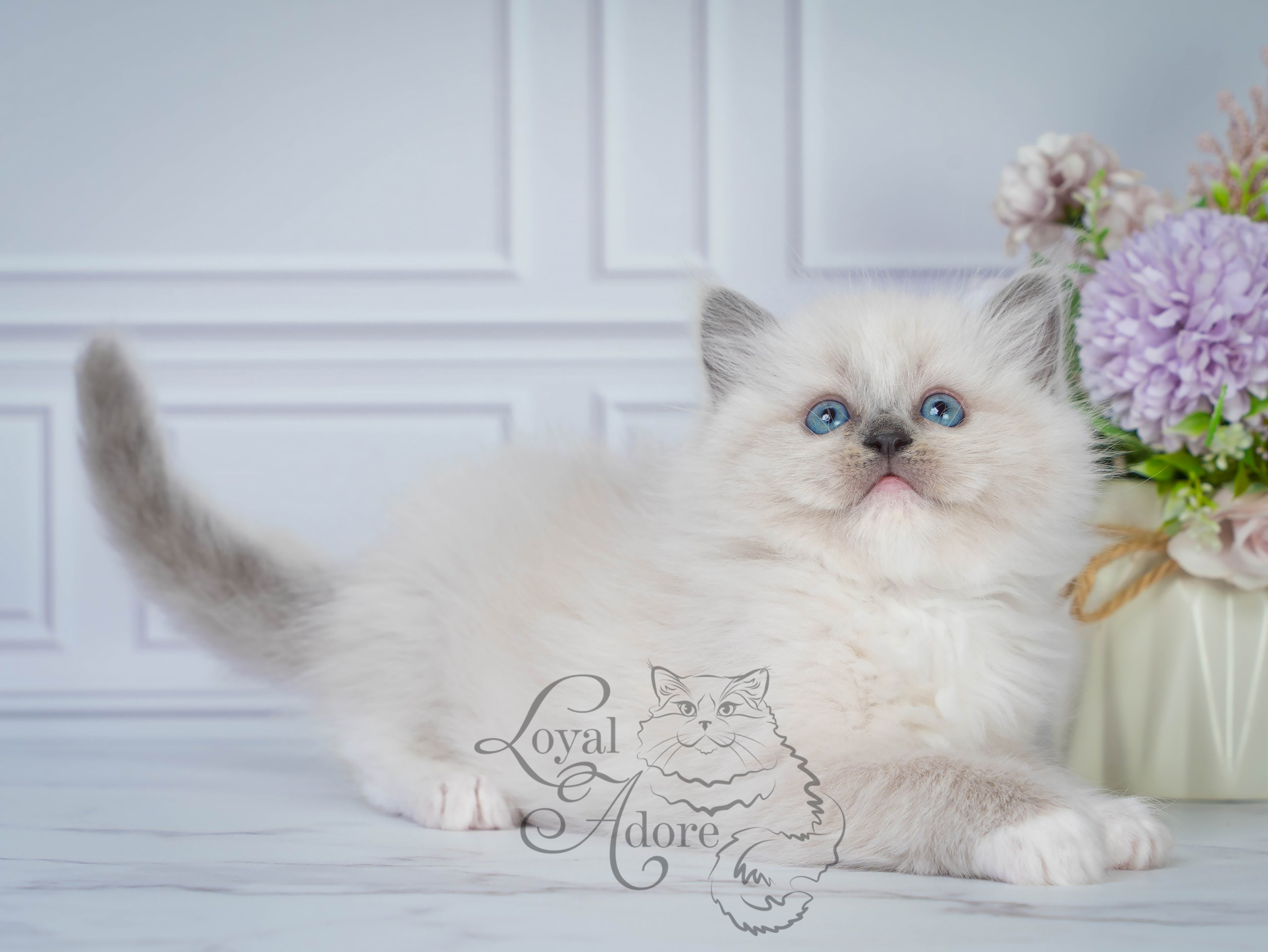 Котята рэгдолл от Loyal Adore. Питомник рэгдолл Loyal Adore