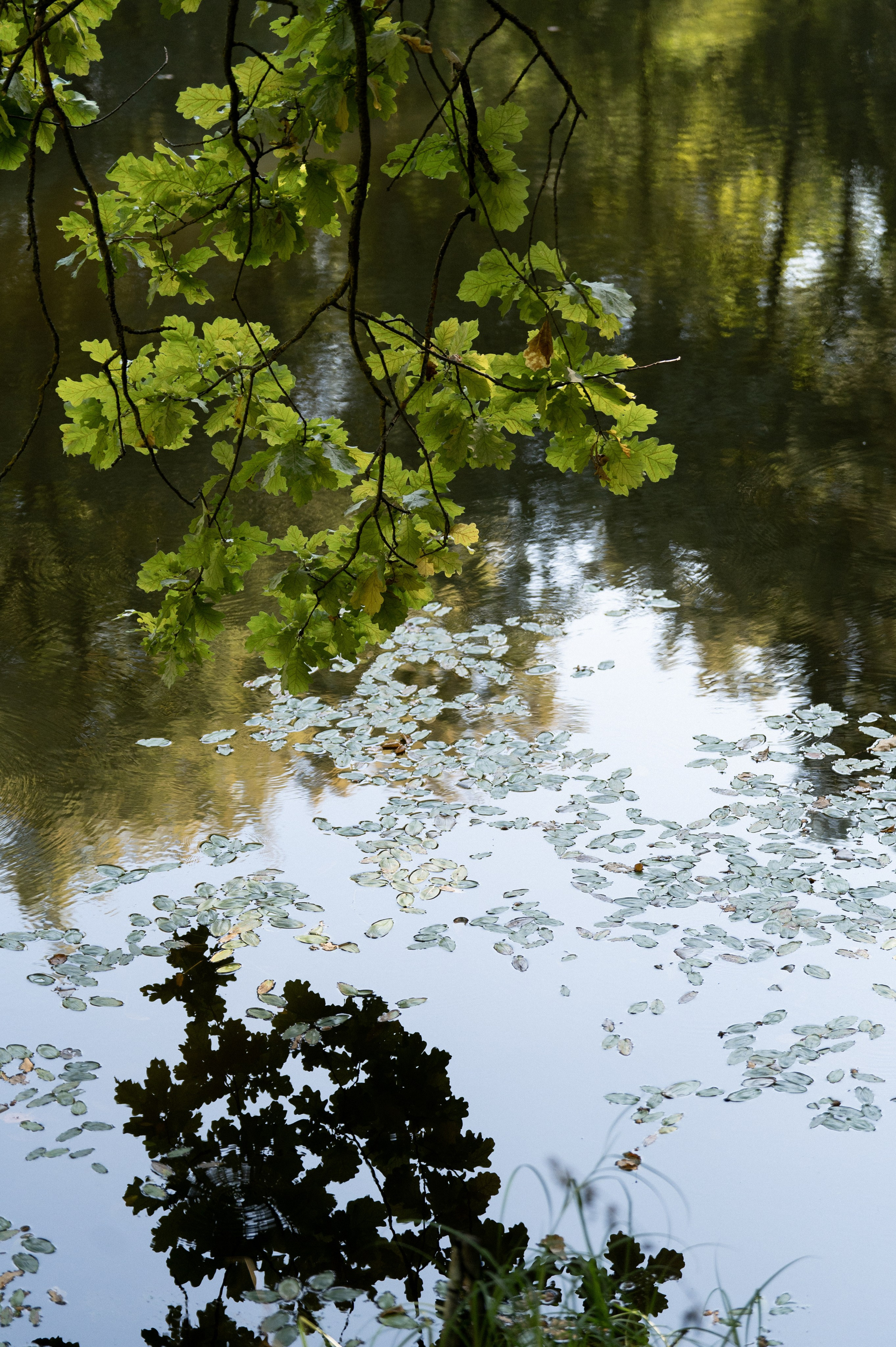 Кирилл и Дарья. Свадебный и семейный фотограф Ракитин Илья