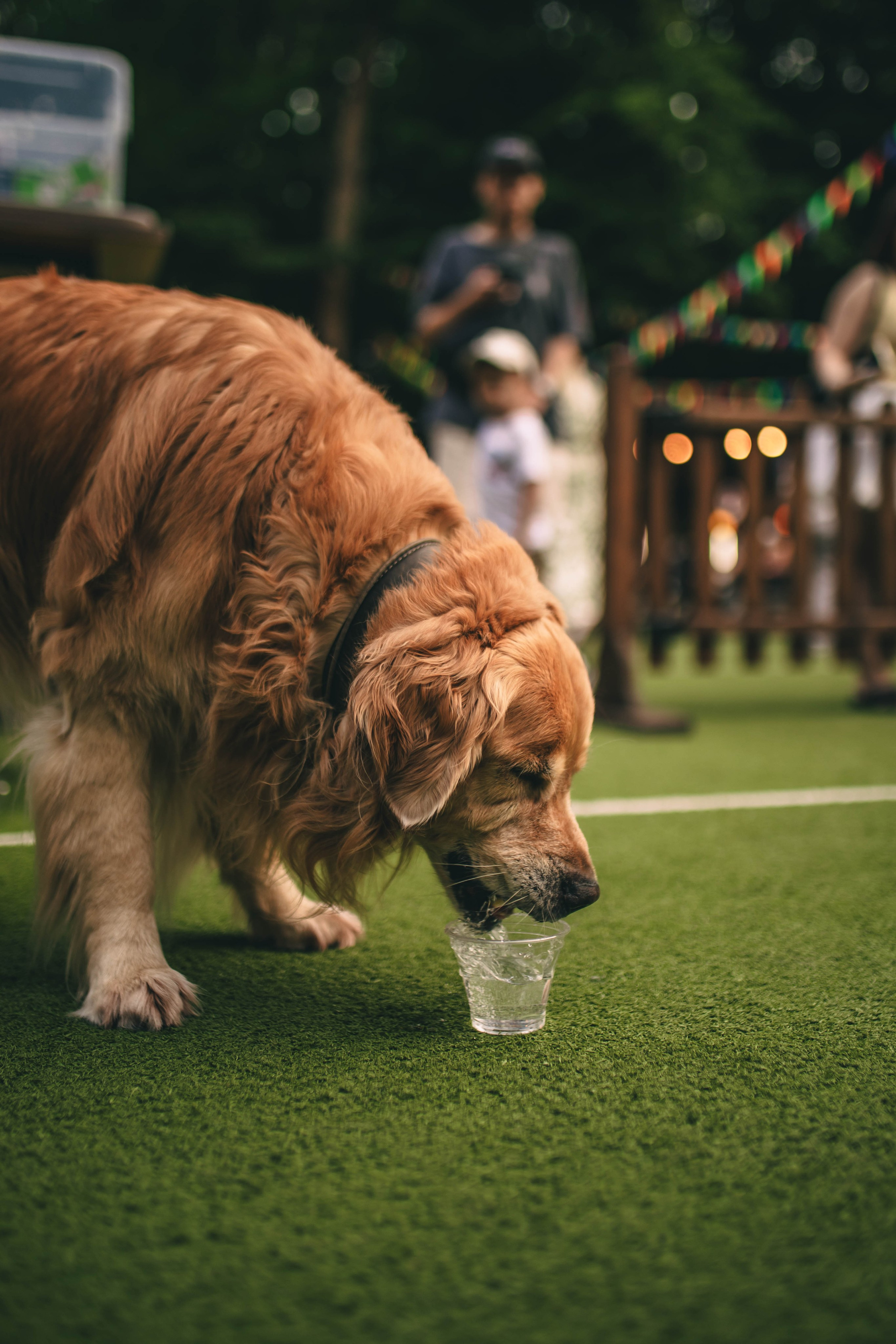 Pet-Party + Live-music |Парк Культуры. Фотограф в Ставрополе Алина Клочкова