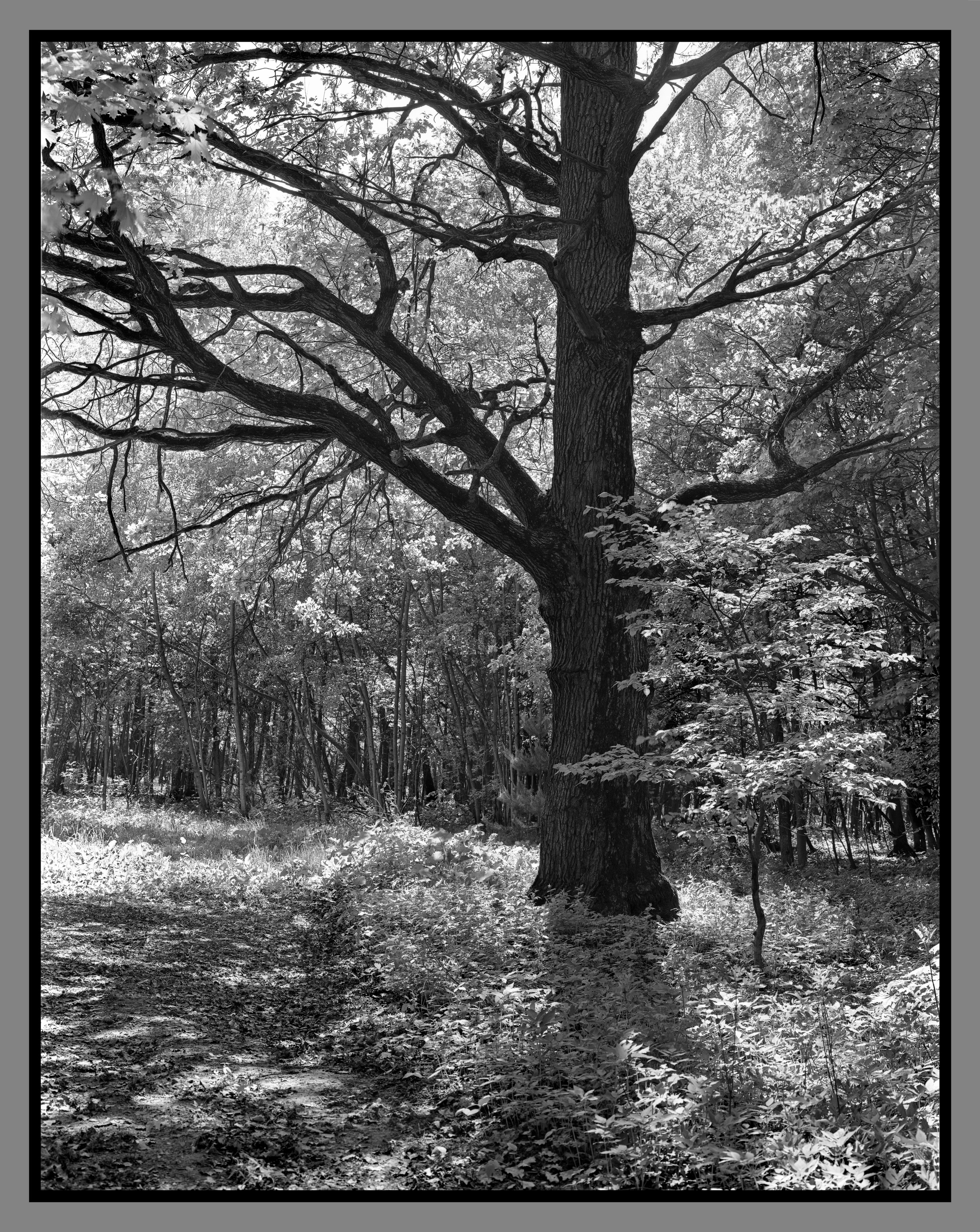 Author’s photo works in the ambrotype technique! Analog photography. Sergey Kondriuk art-photographer | artist