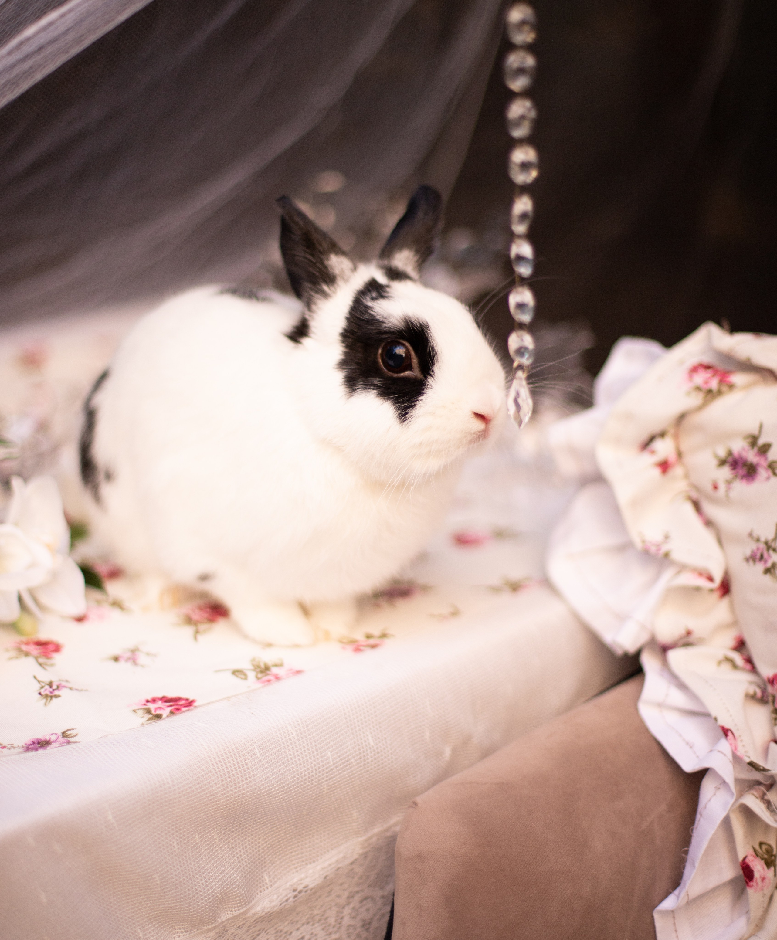 Алиса в стране чудес. Лучший фотограф Краснодара (по версии моей мамы)