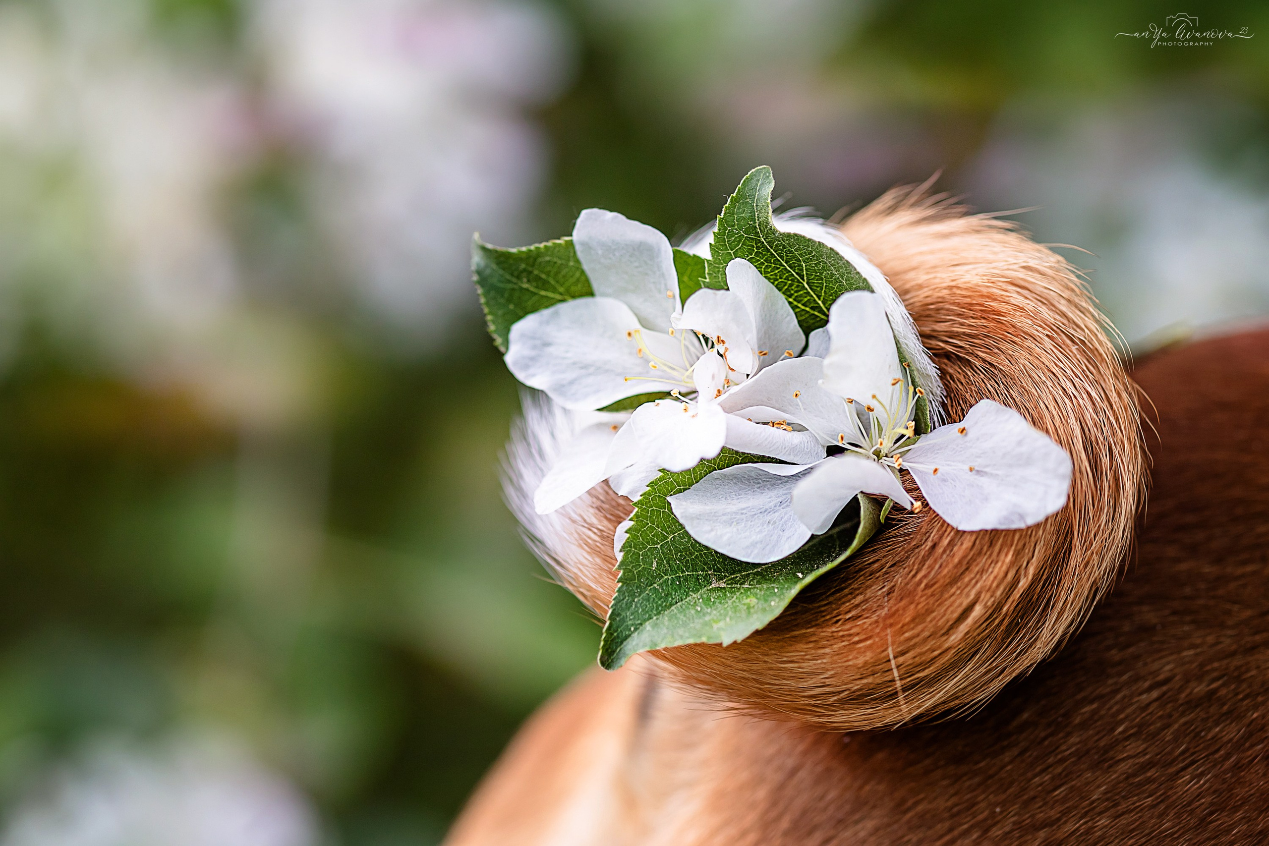 Яблони. Фотограф анималист Аня Ливанова | Рыбинск