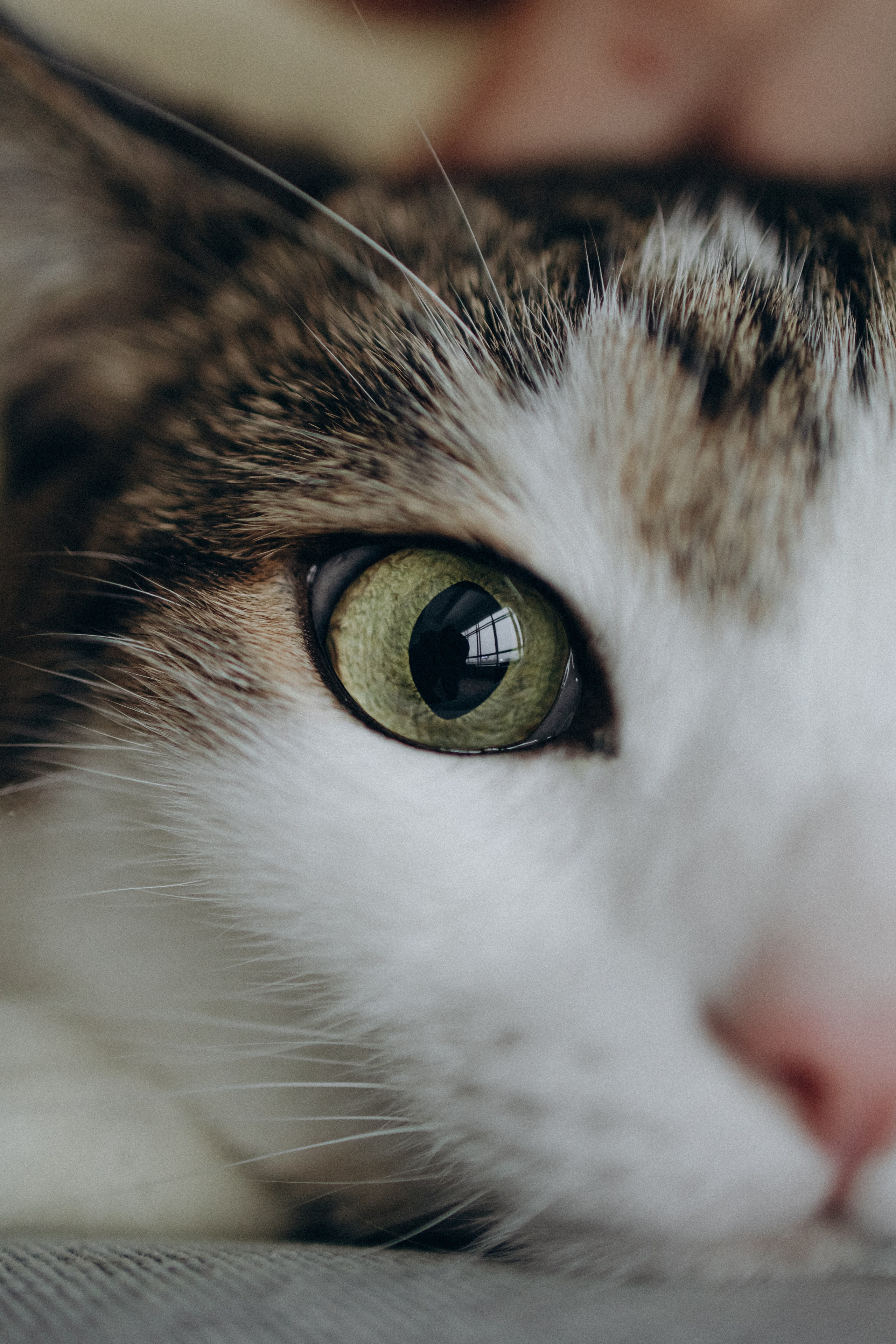 Ксюша и Яша. Фотораф — анималист Мария Шистка