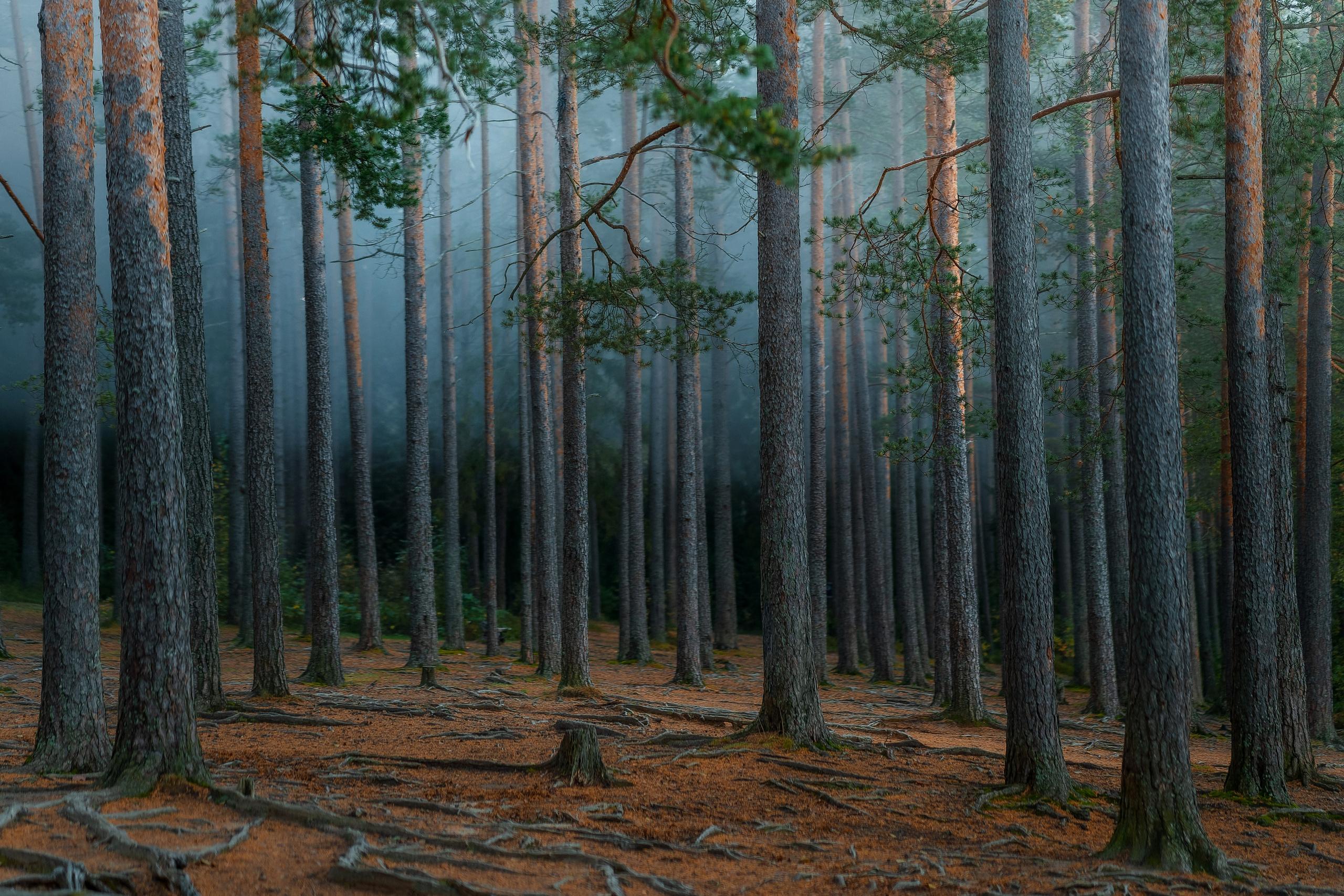 Рассвет в осеннем лесу, Карелия. Юля Дэй • Фотограф, Санкт-Петербург