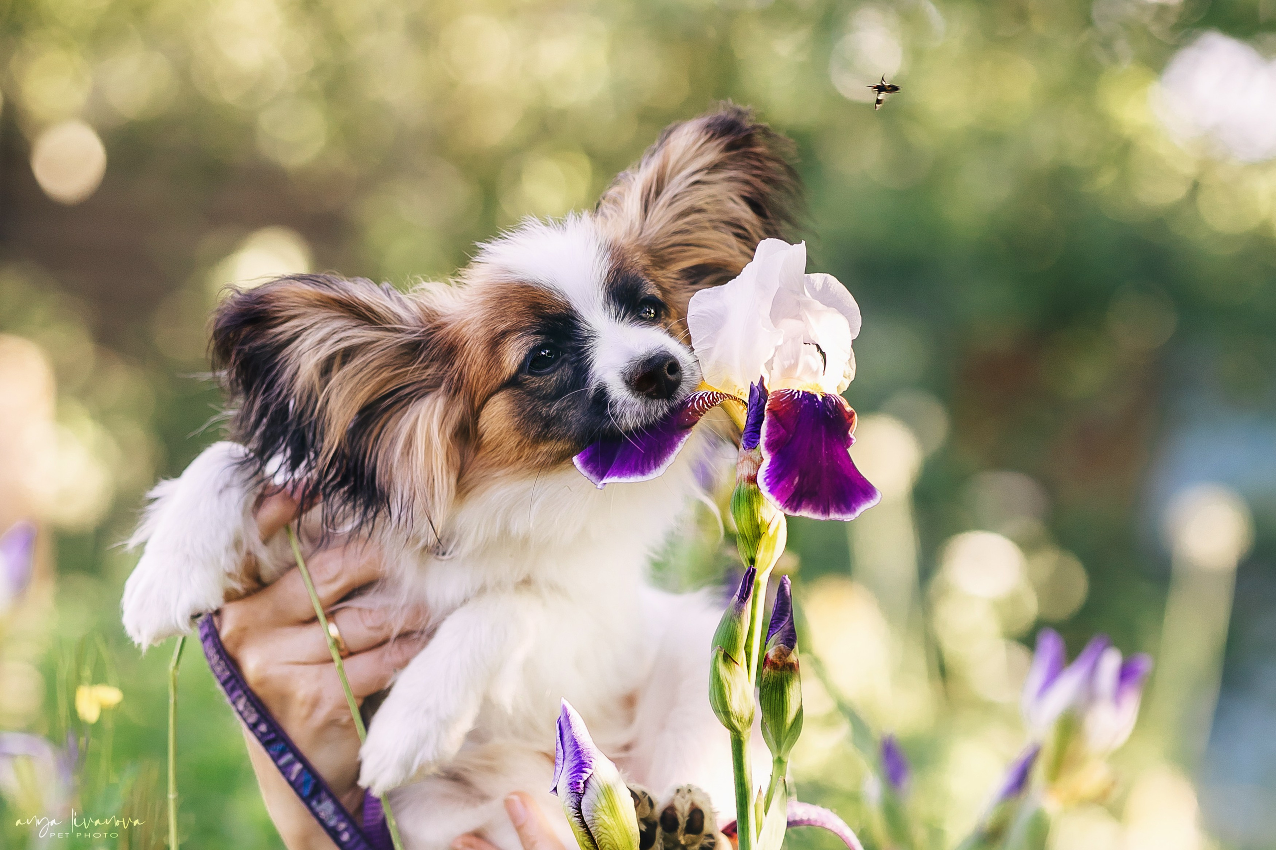 Хьюстон. Фотограф анималист Аня Ливанова | Рыбинск