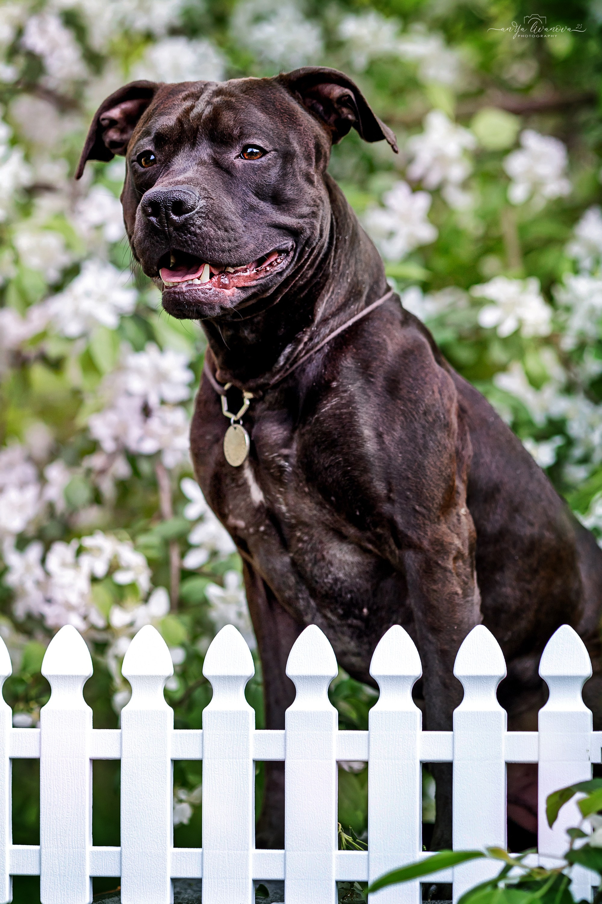 Яблони. Фотограф анималист Аня Ливанова | Рыбинск