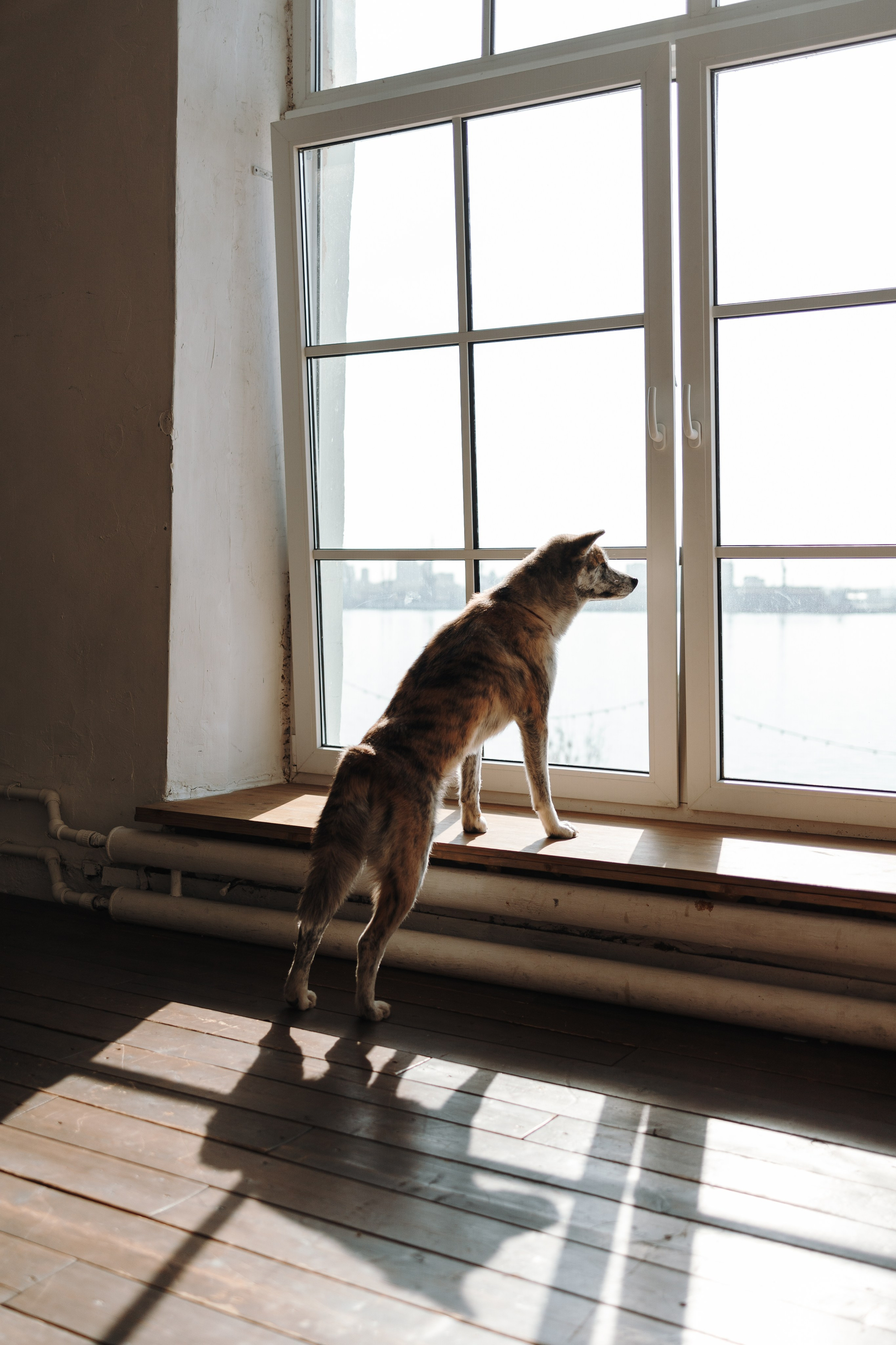 Настя и Айри. Фотограф — Анималист | Санкт-Петербург