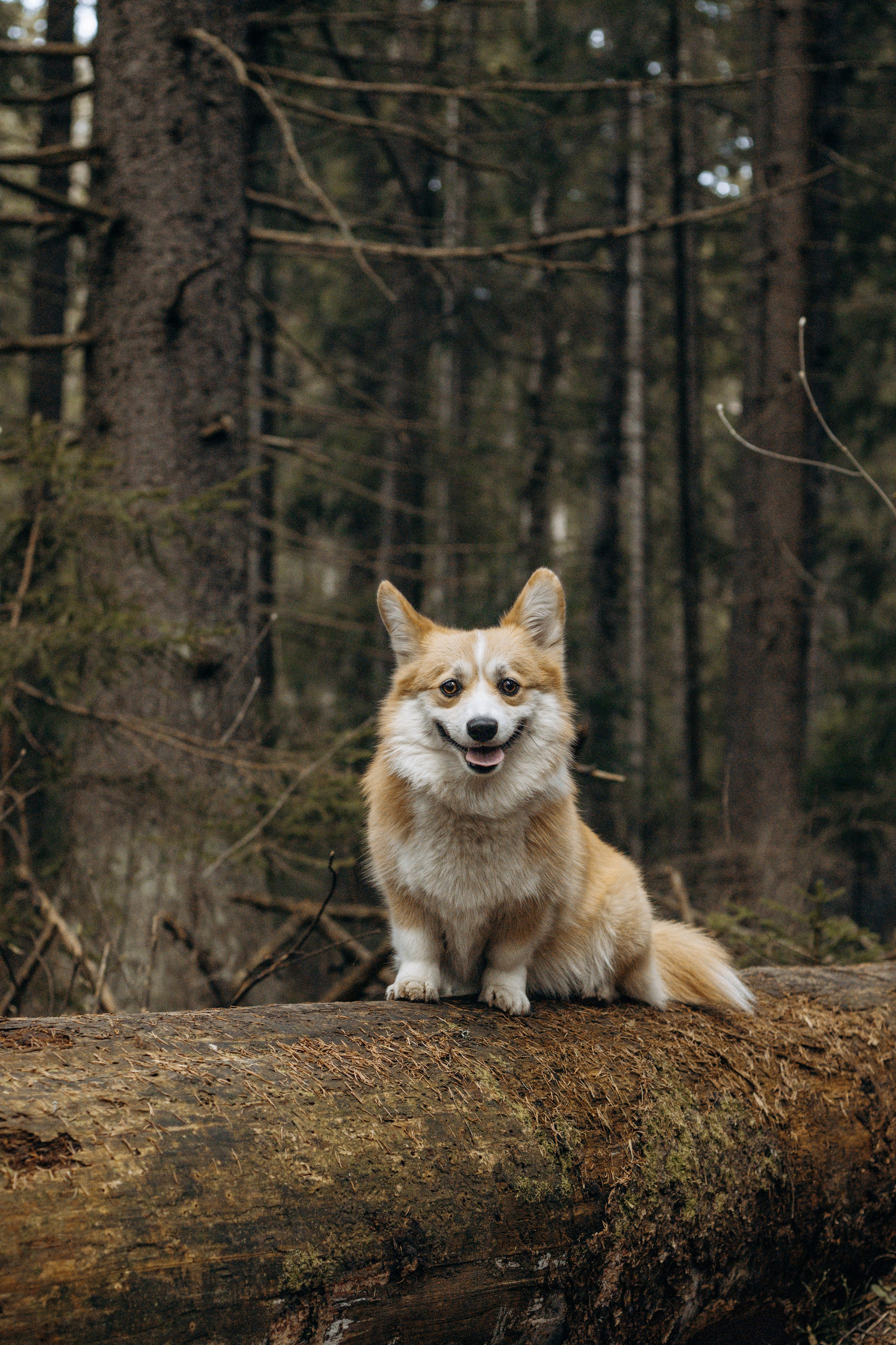 Лиза и Шустрик. Фотограф-анималист в Санкт-Петербурге