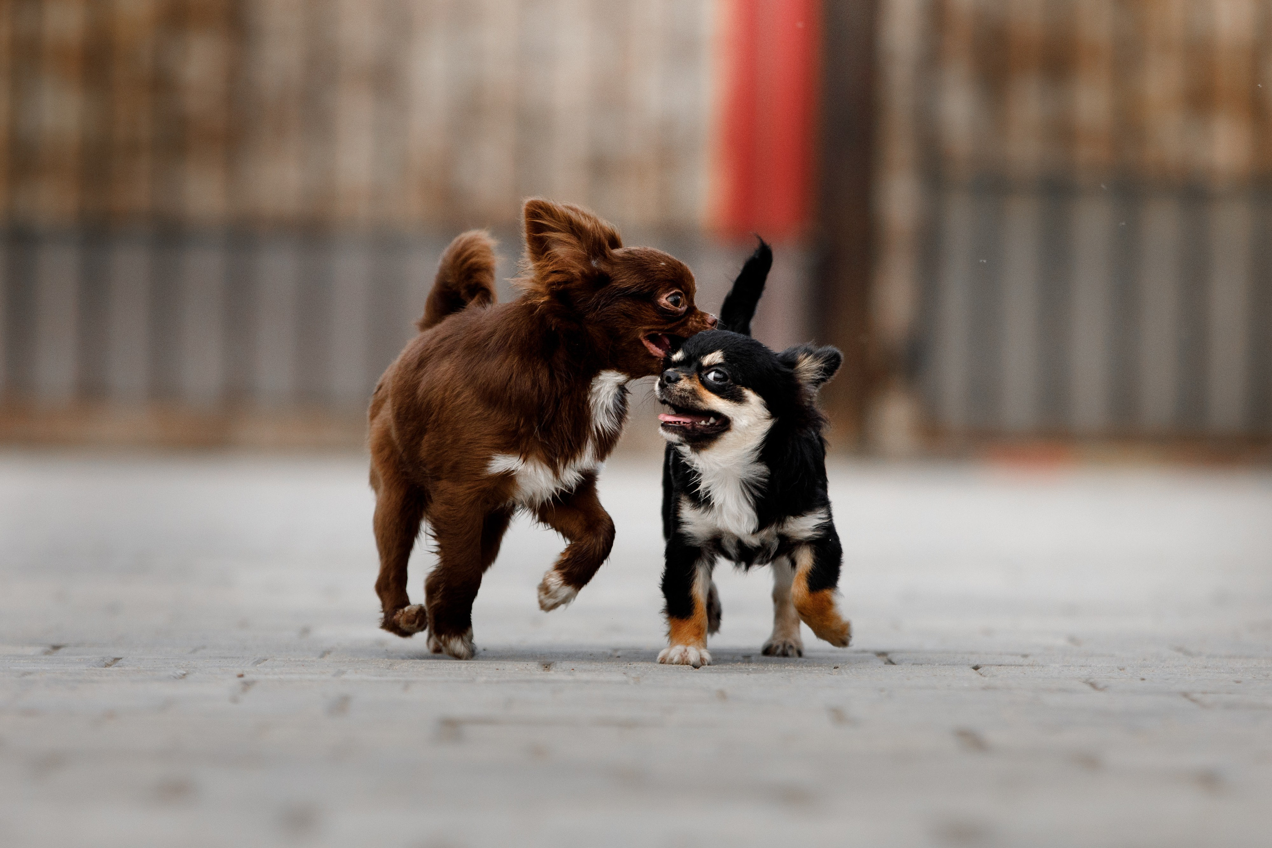 Болтовня в саду. О нас