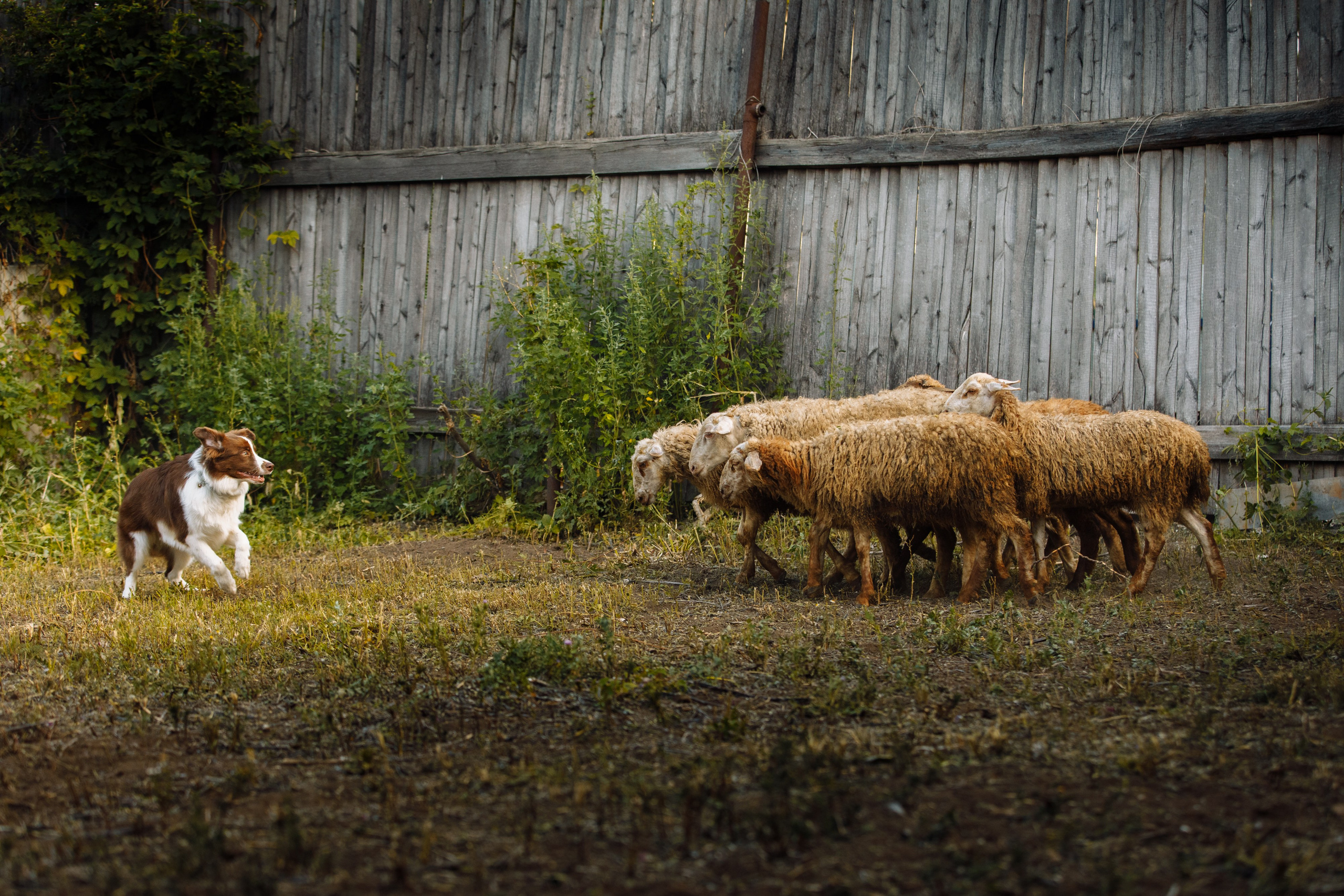 Овечий день. О нас