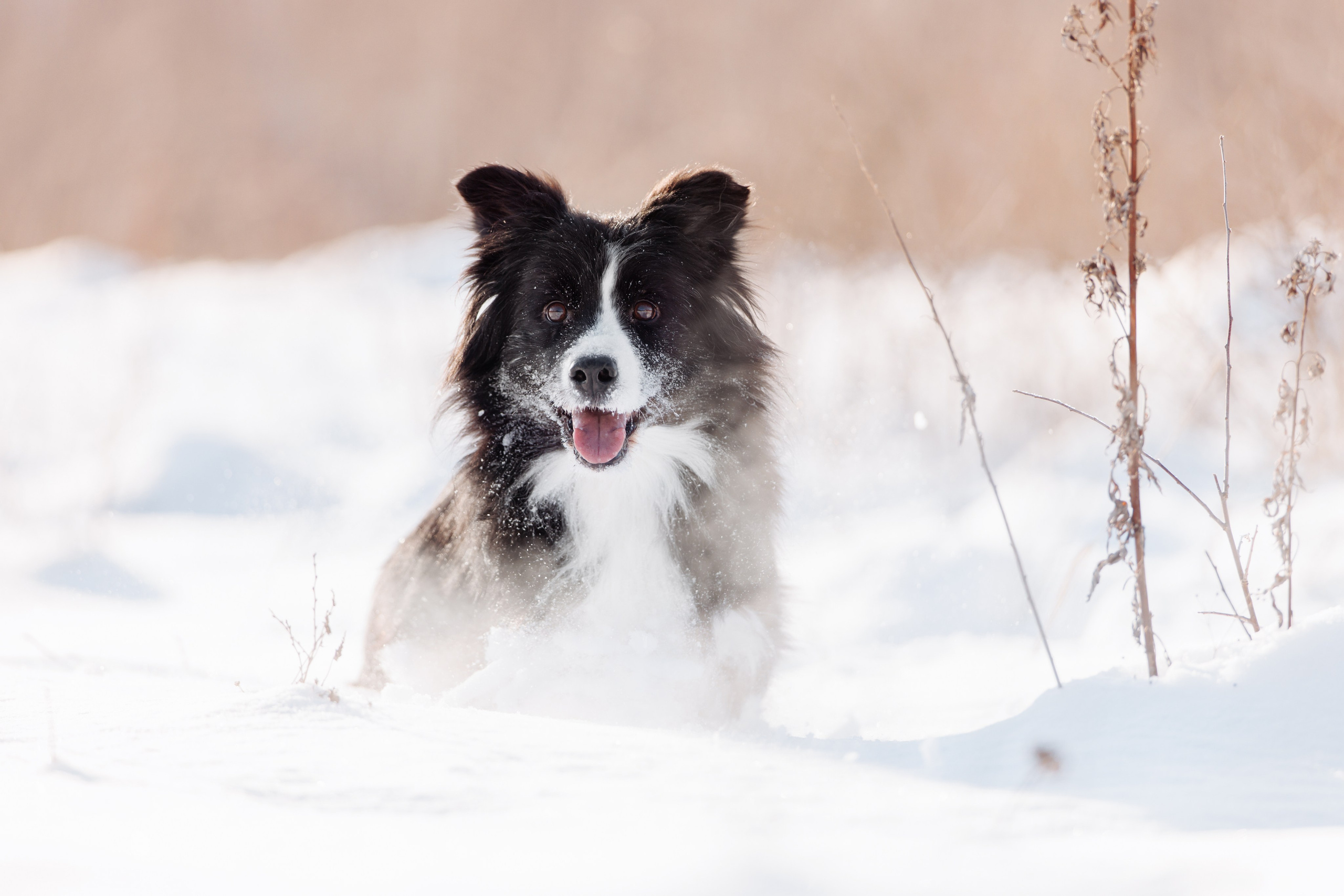Яркий январь. О нас