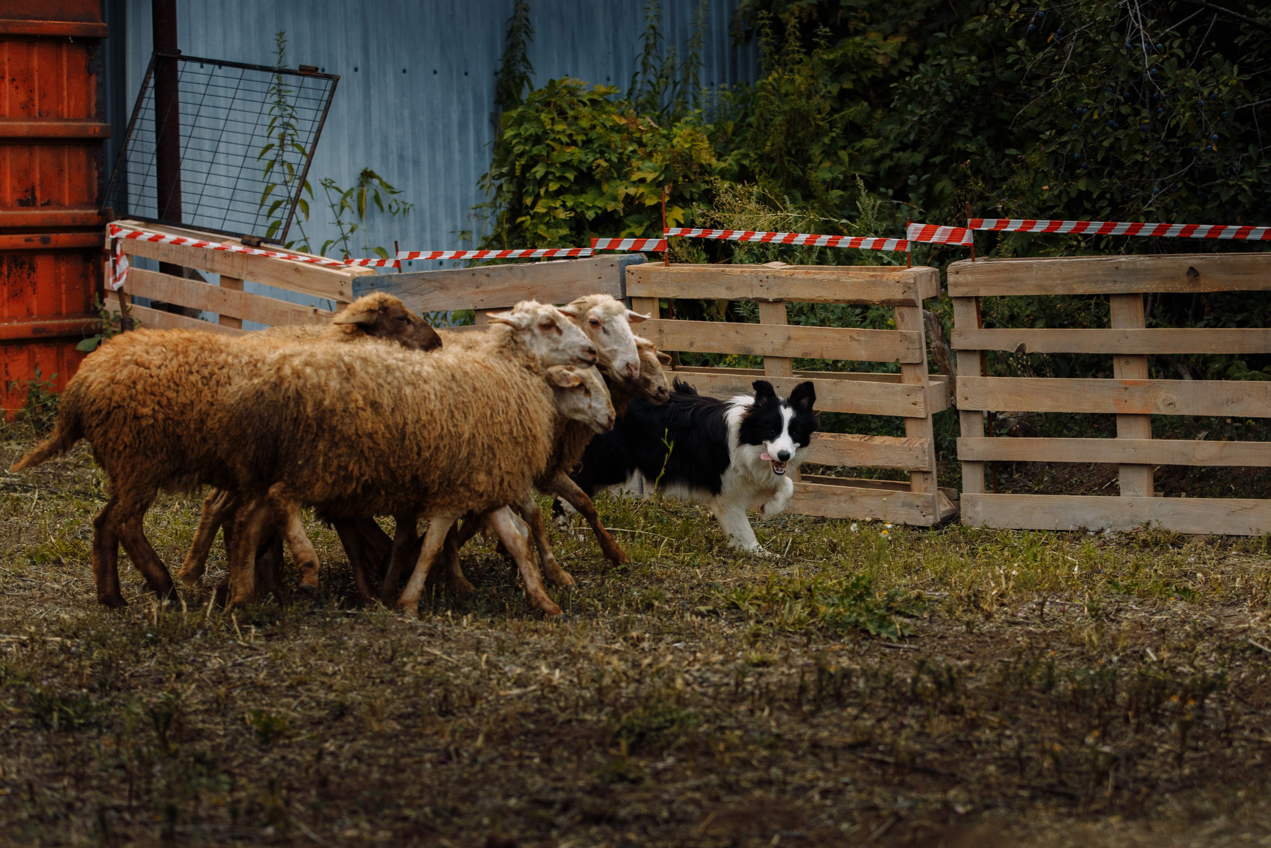 Овечий день. О нас